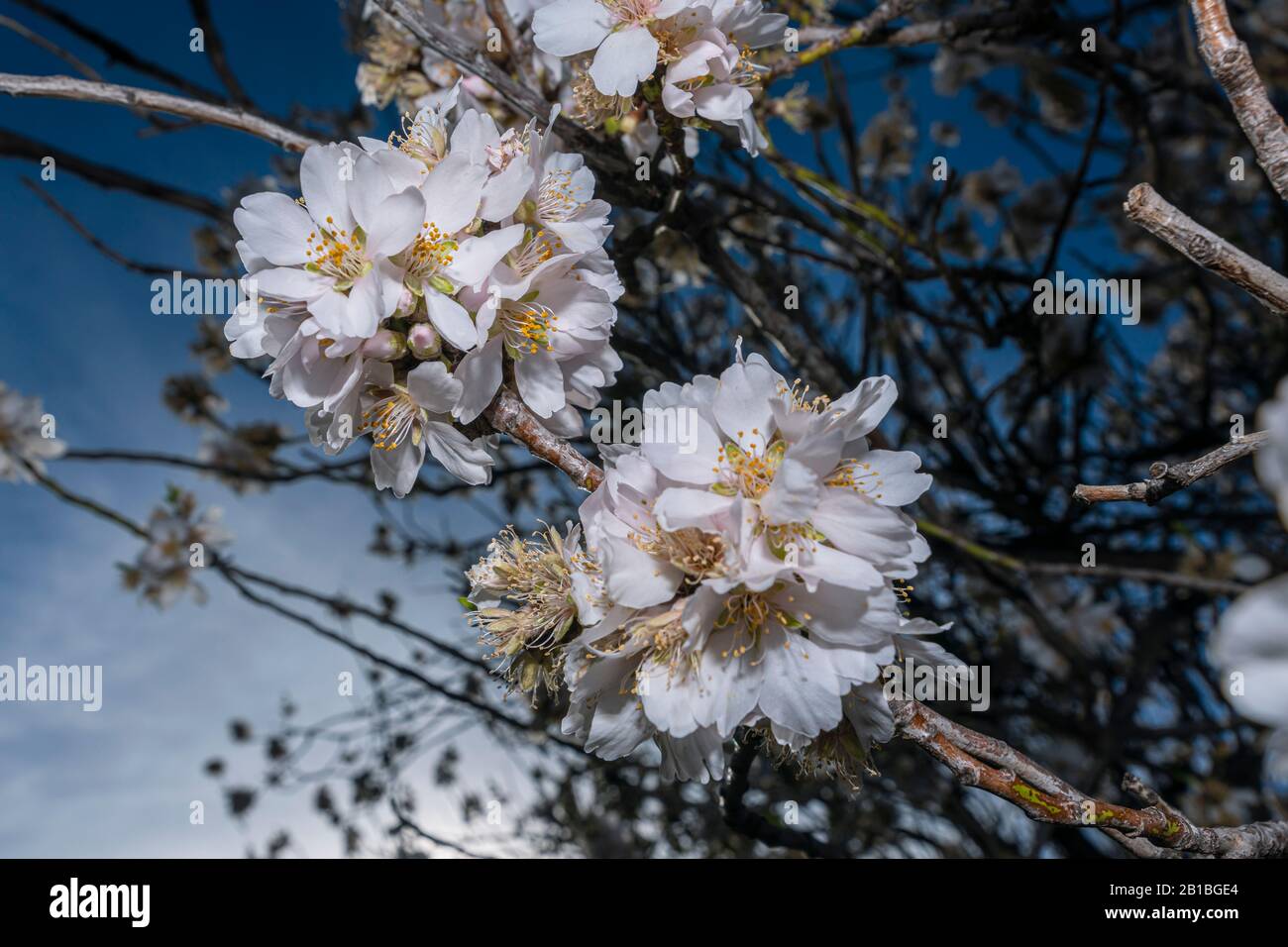 Fleur d'amande, l'image la plus haut de gamme que vous trouverez, des fleurs spectaculaires, toujours en février la fleur d'amande nous donne des images spectaculaires. Banque D'Images