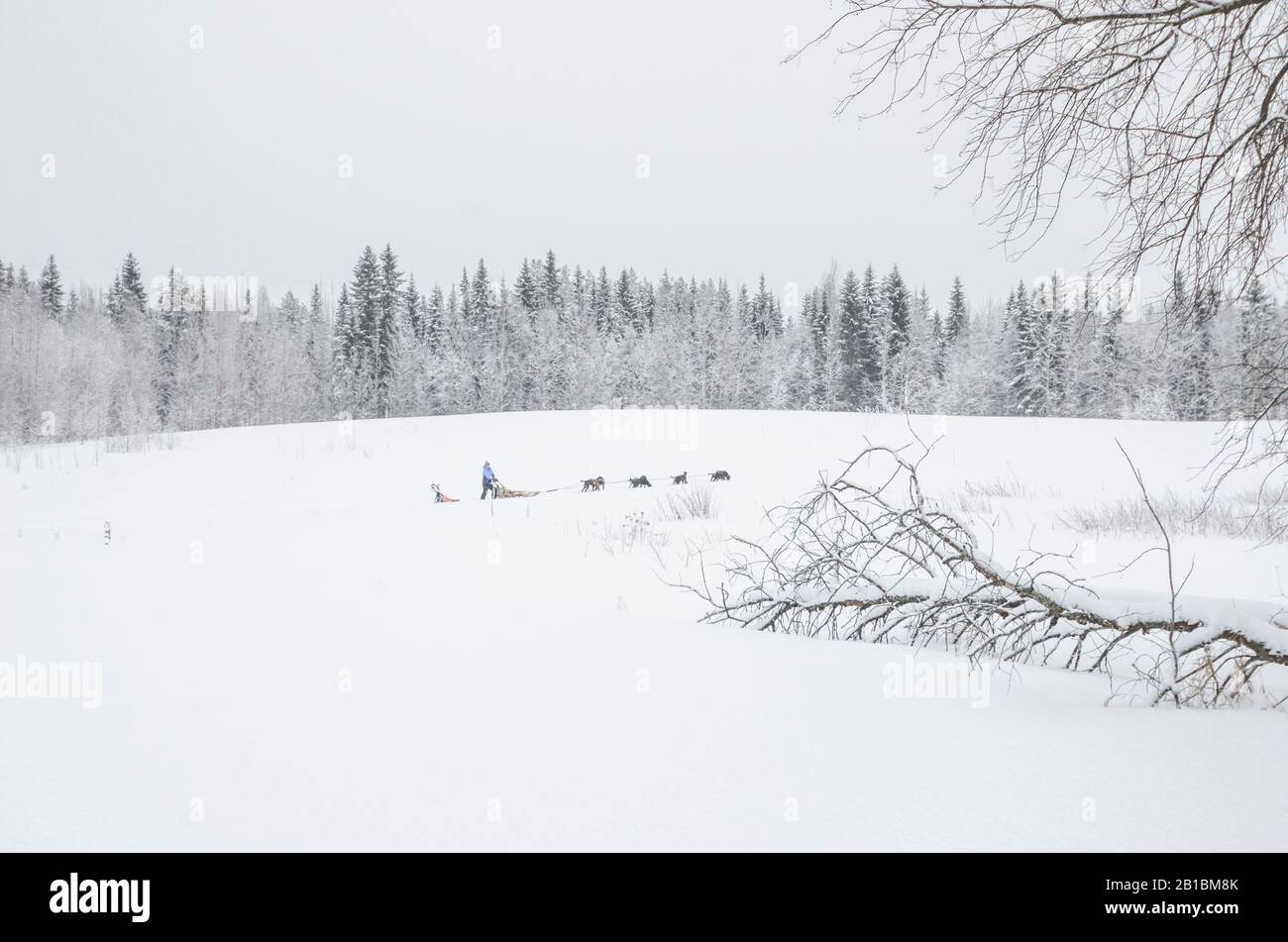 Une équipe de chiens traverse un lac enneigé. Banque D'Images