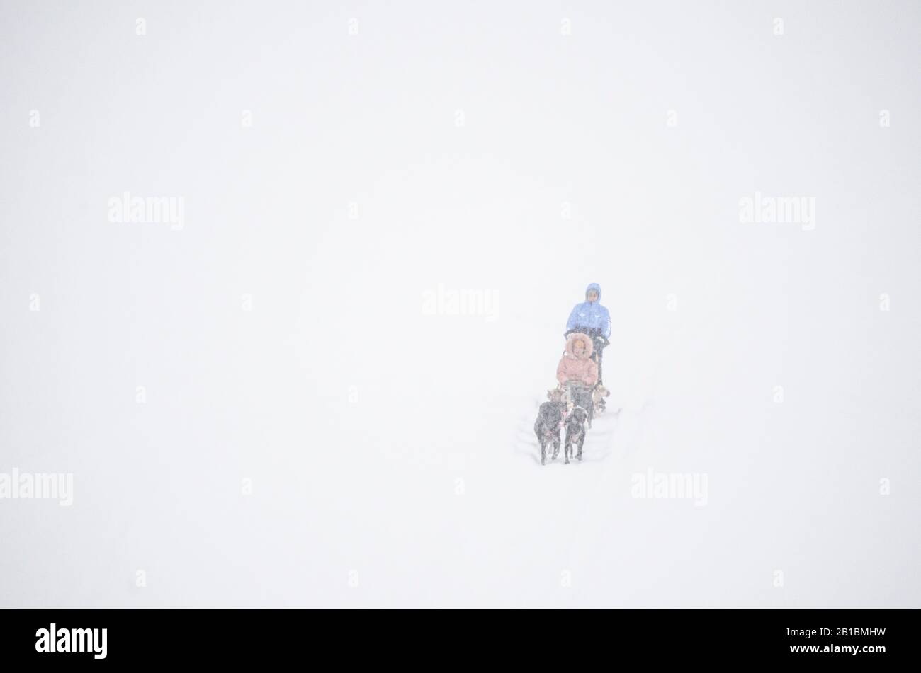 Une équipe de chiens traverse un lac enneigé. Banque D'Images