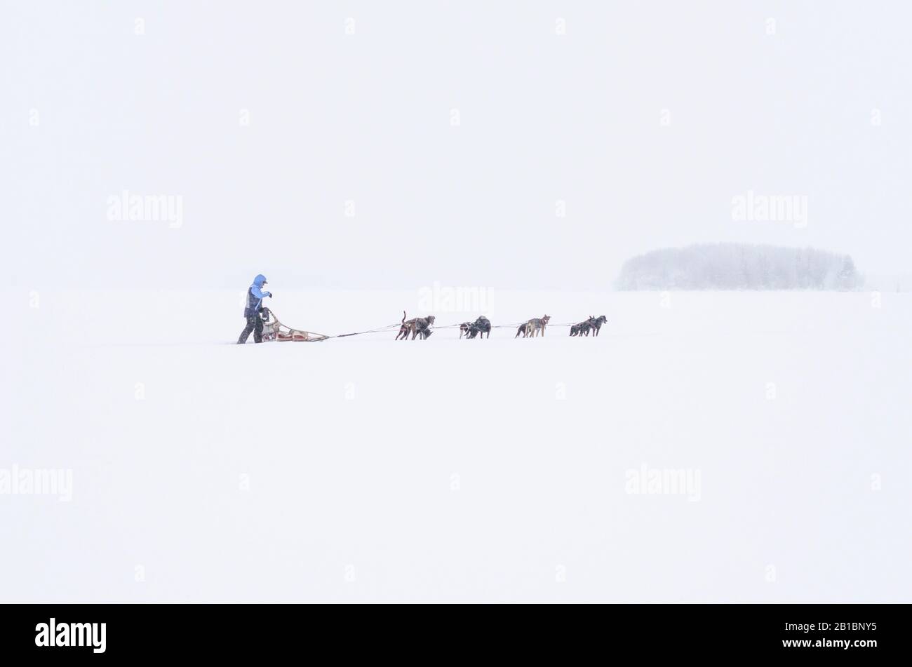 Une équipe de chiens traverse un lac enneigé. Banque D'Images