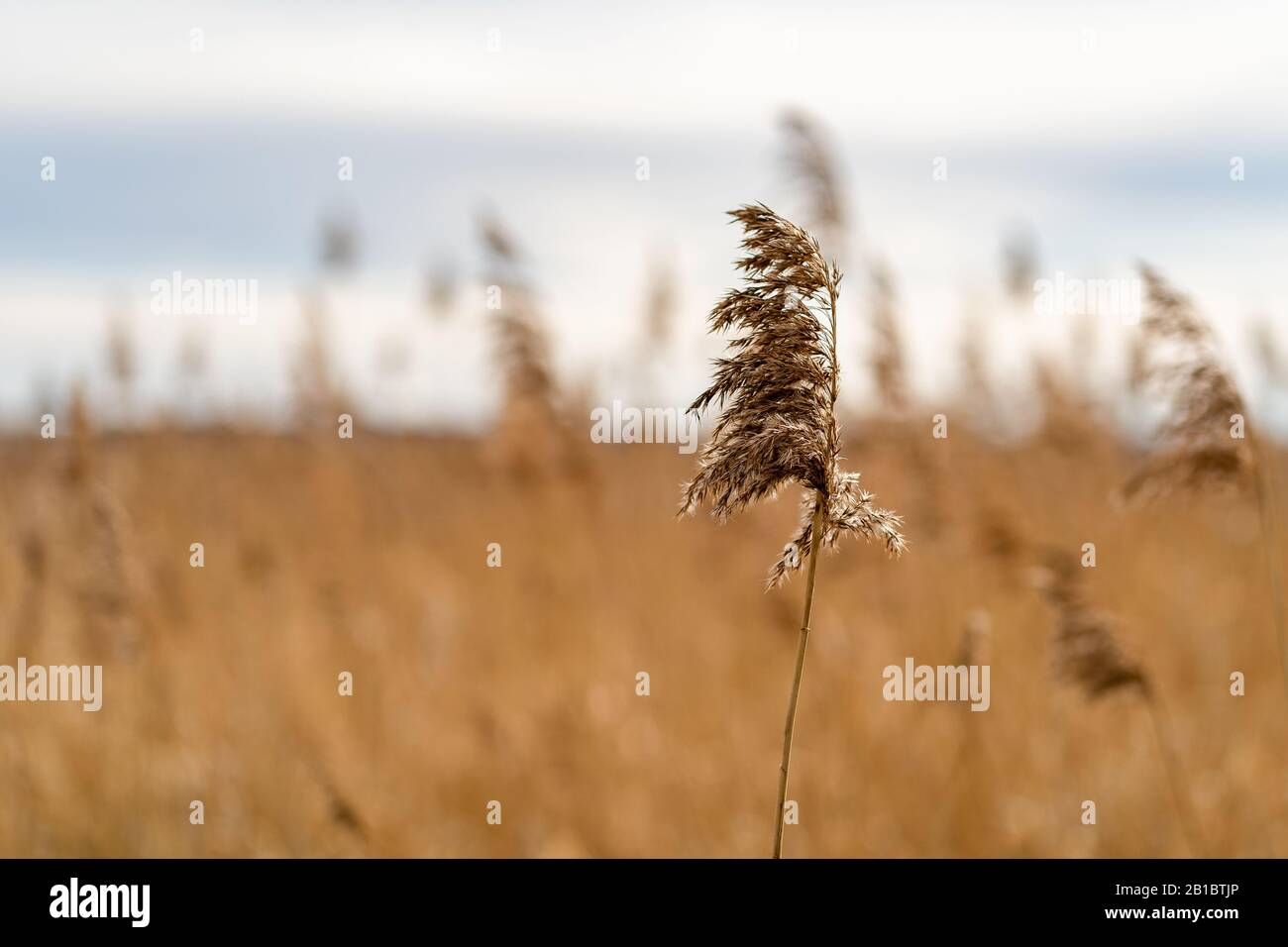 Miscanthus, gros plan sec et fond de roseau Banque D'Images