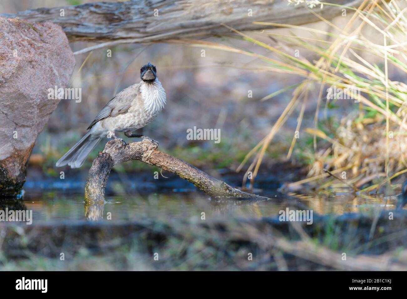 Un Petit frégarbird adulte sur la perchaude dans un trou d'eau de l'arrière-pays du nord-ouest du Queensland, en Australie Banque D'Images