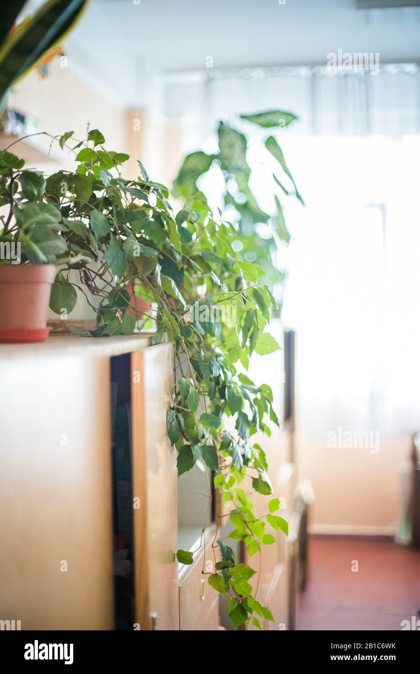 Cissus rhombifolia Room plante de lyan dans pot sur placard contre fond de fenêtre Banque D'Images