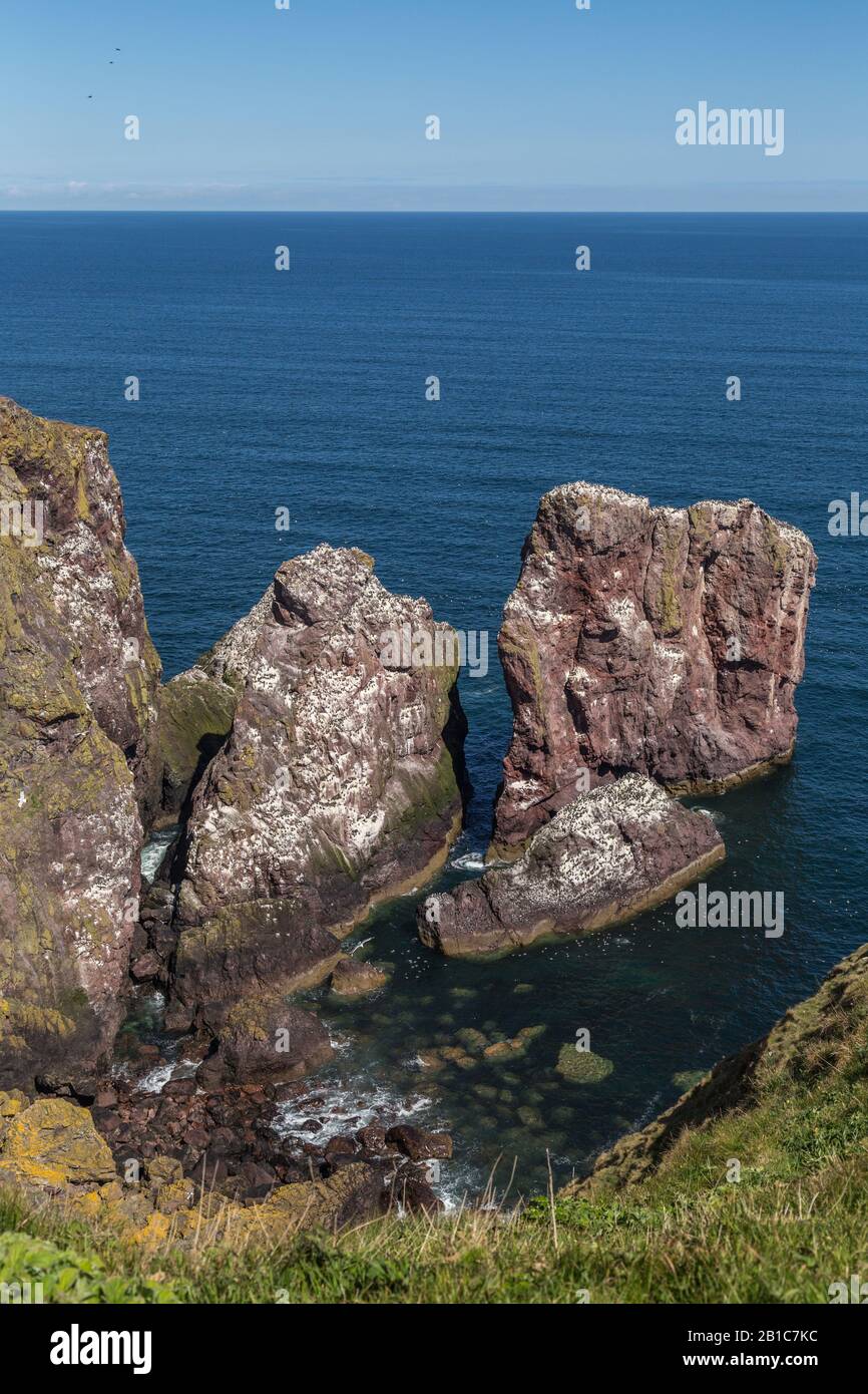 Falaises spectaculaires et piles de mer idéales pour la nidification des oiseaux de mer dans la Réserve naturelle de St Abbs Head, Berwickshire, Écosse Banque D'Images