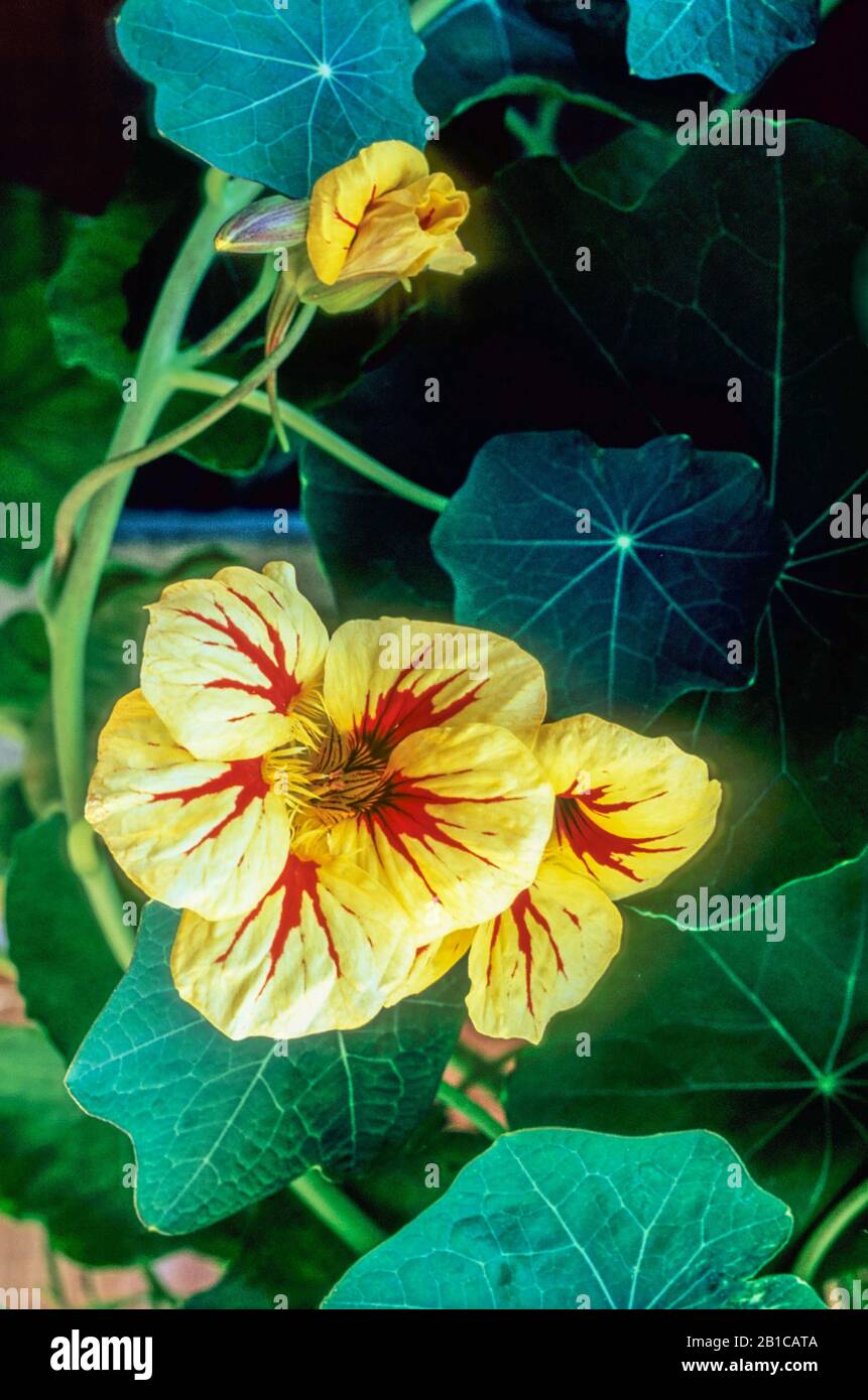 Nasturttium Pêche Melba une floraison d'été .remorque touffue idéal pour les pots et conteneurs ainsi que la culture le long d'une clôture . Banque D'Images