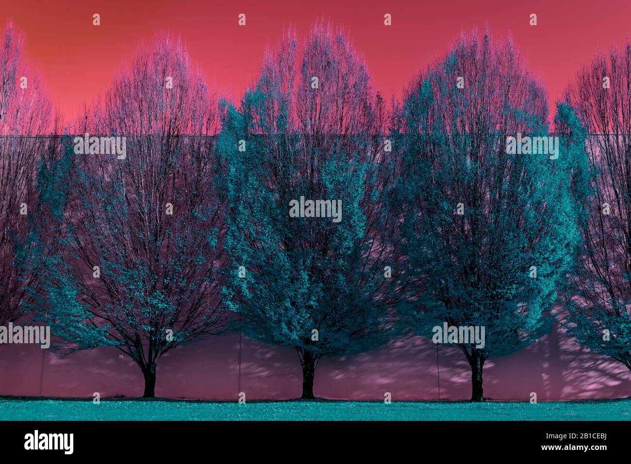 Variations sur un thème d'arbres d'automne, avec arbres modifiés à l'aide de logiciels Banque D'Images