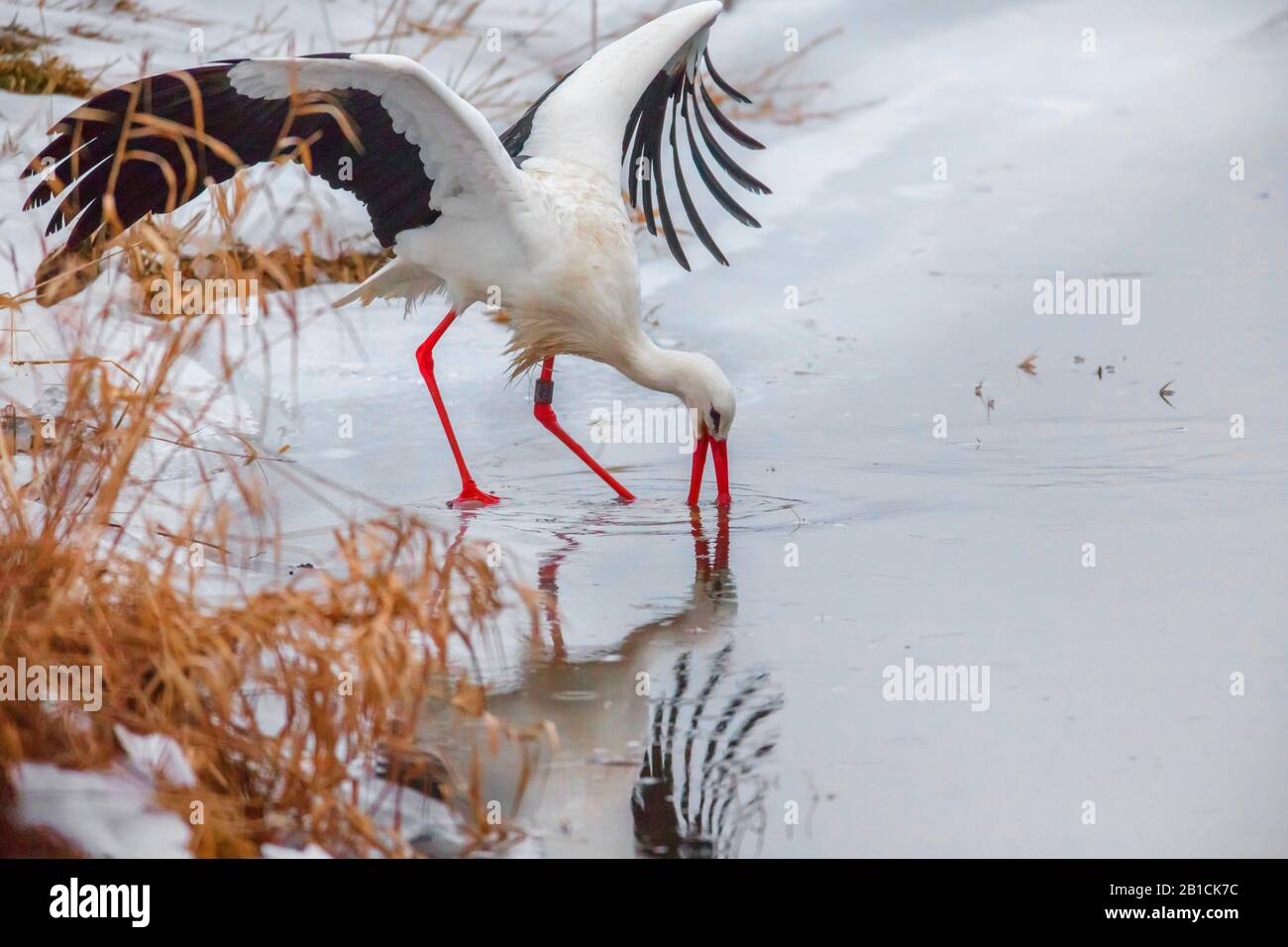Ciconia ciconia, ciconie blanche, guireuse de proie sur un lac gelé en hiver, Allemagne, Bavière, Oberpfalz Banque D'Images