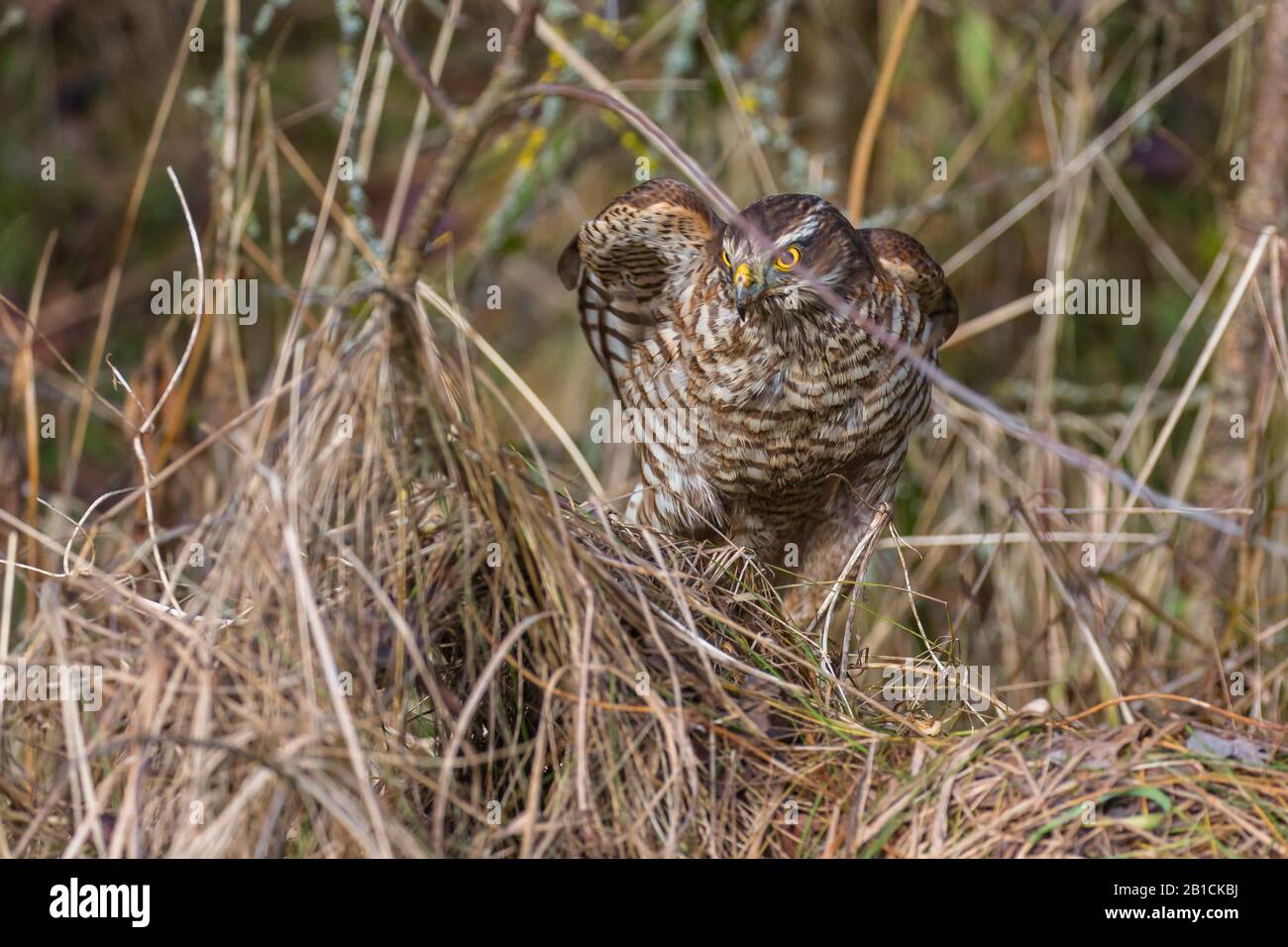 Faucon sparrow du nord (Accipiter nisus), femelle à la recherche de proies après un souci, vue de face, Allemagne, Bavière, Niederbayern, Basse-Bavière Banque D'Images