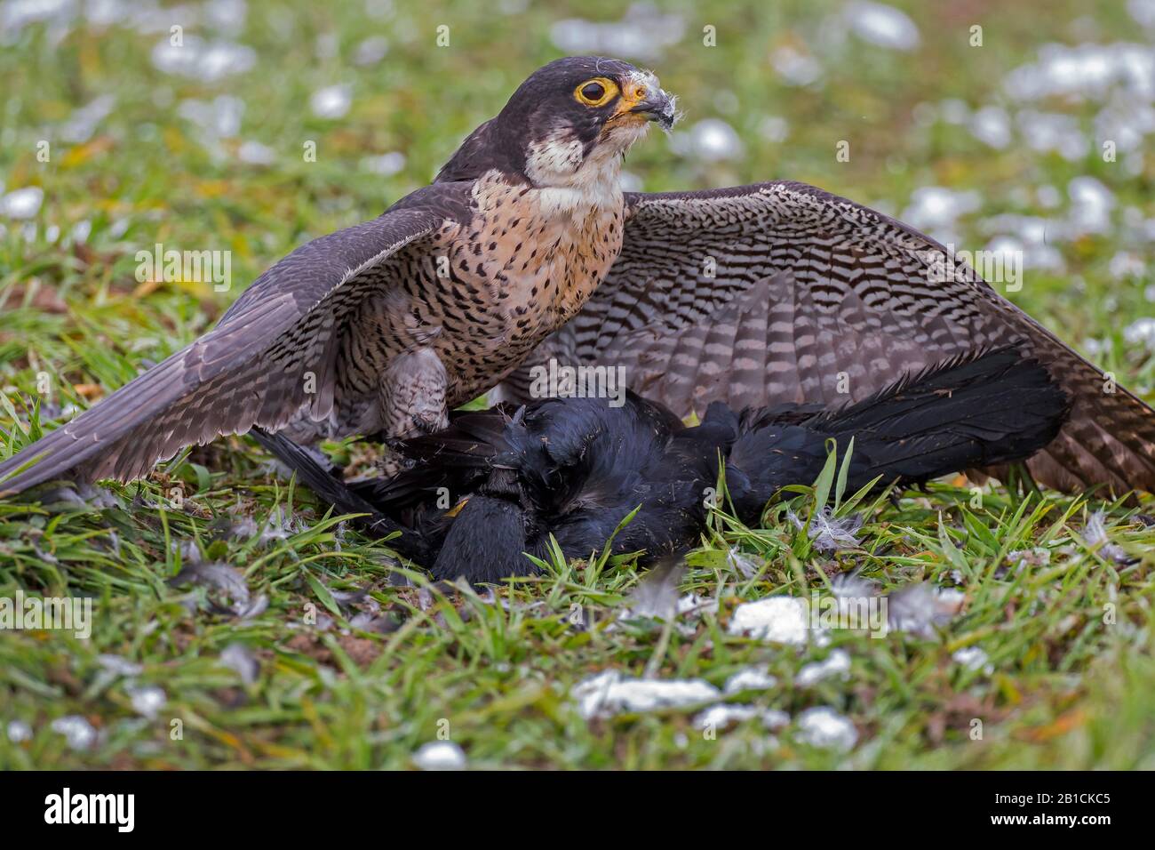 Peregrine falcon (Falco peregrinus), a capturé un corbeau, fauconnerie, Allemagne, Bavière, Oberbayern, Haute-Bavière Banque D'Images