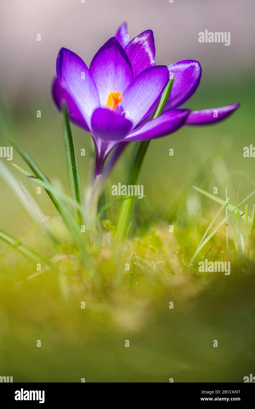 Crocus néerlandais, crocus printanier (Crocus vernus, Crocus neapolitanus), floraison, Pays-Bas, frison Banque D'Images