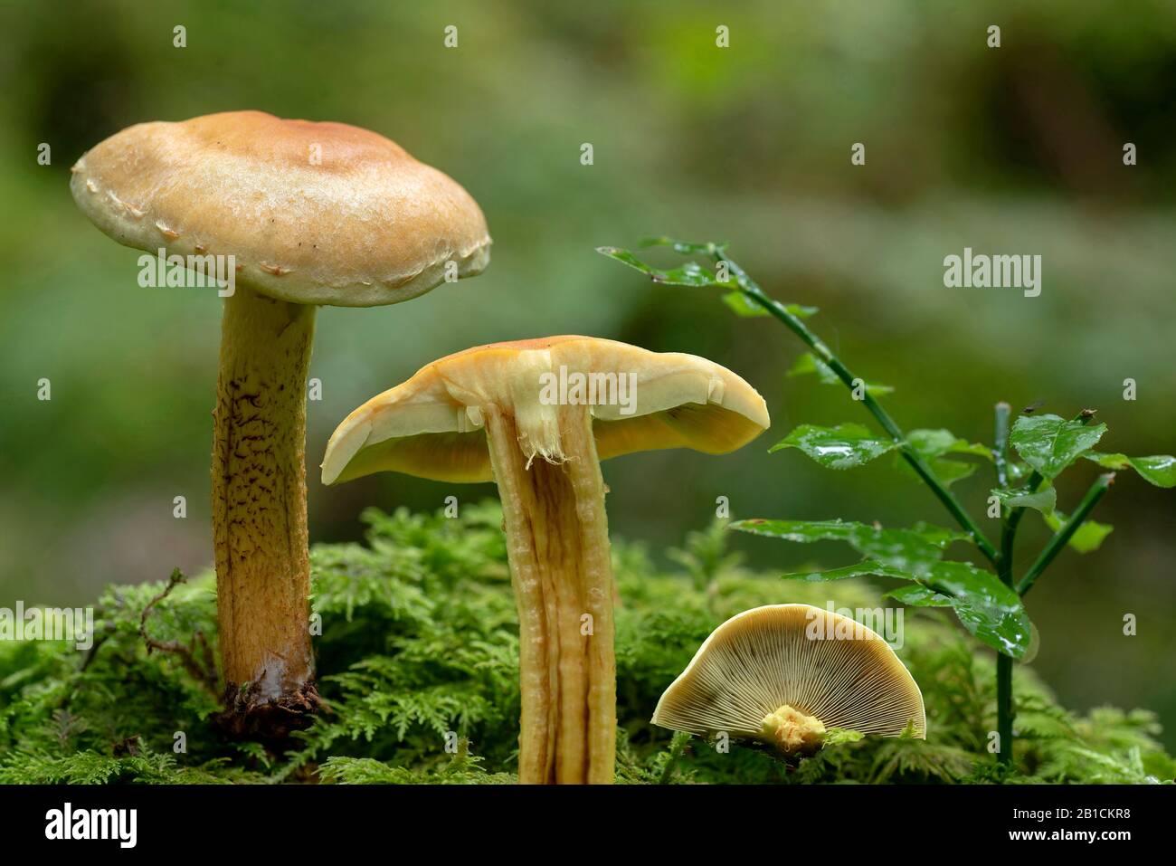 Tuft de soufre, tuft de soufre, woodlover groupé, chapeau de soufre (Hypholoma fasciculare, Nematoloma fasciculare), sur la souche d'arbre, Allemagne, Bavière, Oberbayern, Haute-Bavière Banque D'Images