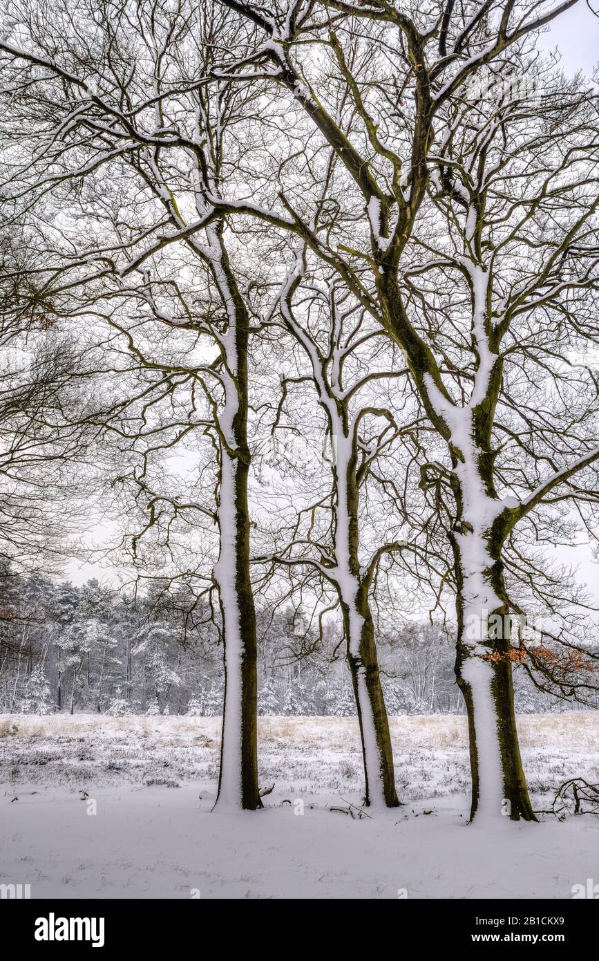 Paysage enneigé près d'Ede, Pays-Bas, Gueldre Banque D'Images