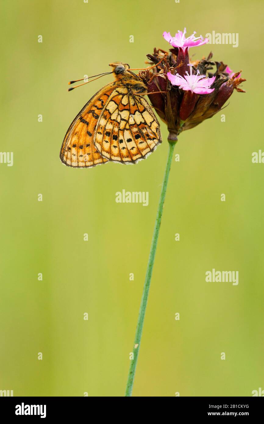 Fritillary à deux spots (Brenthis hecate), au rose, en Hongrie Banque D'Images