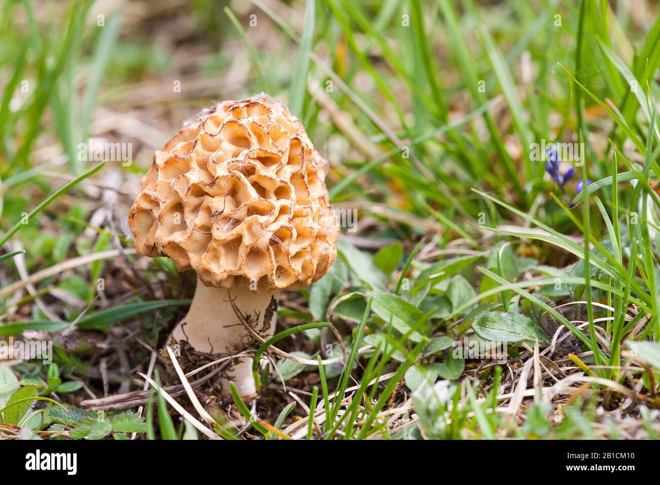 Morel commun, morel, morel jaune, morel vrai, champignon morel, morel éponge (Morchella esculenta, Morellus esculentus), en herbe, Allemagne, Rhénanie-du-Nord-Westphalie, Eifel Banque D'Images