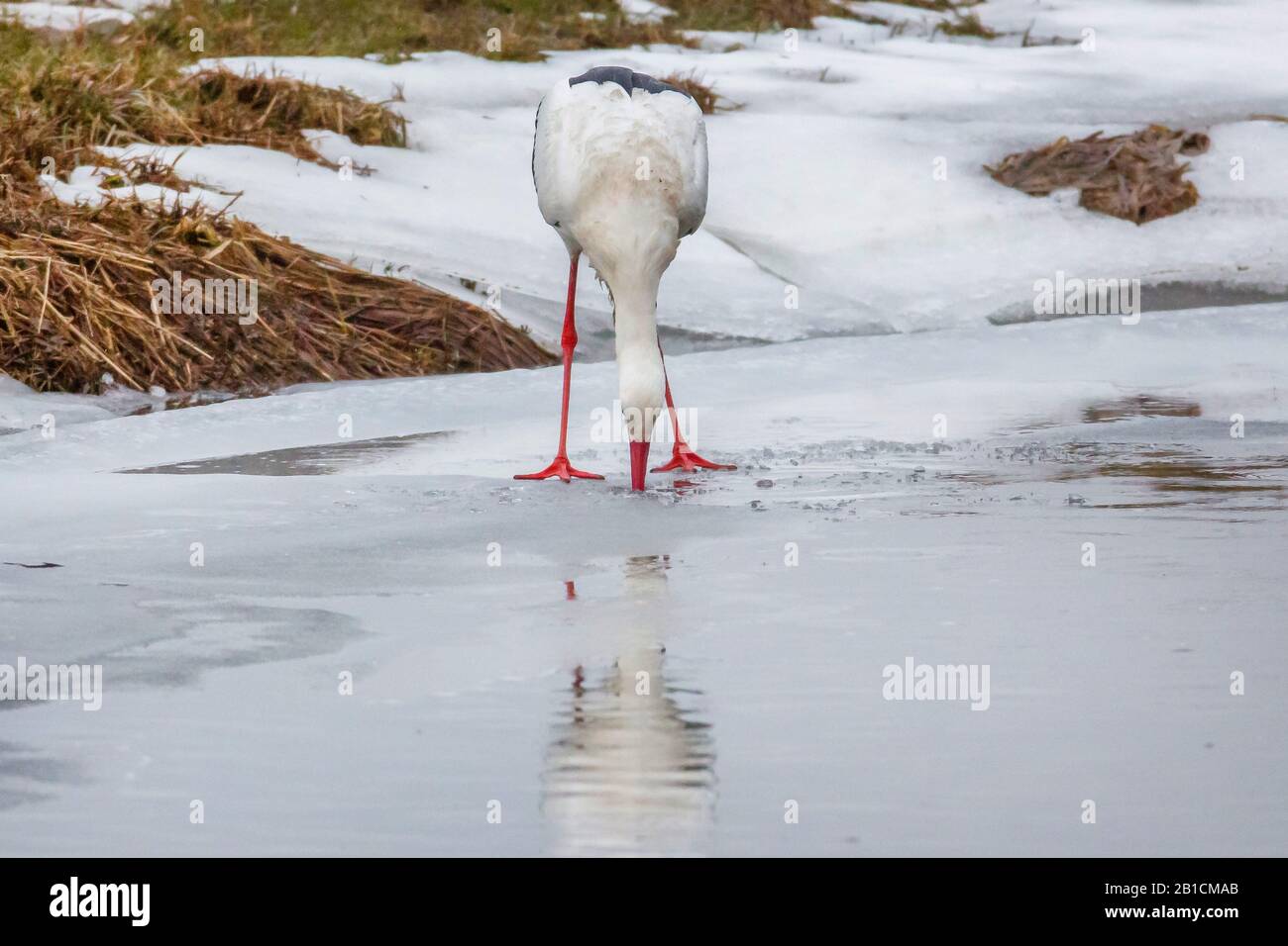 Ciconia ciconia, ciconia, guireuse de proie sur un lac gelé en hiver avec facture dans le Nice, Allemagne, Bavière, Oberpfalz Banque D'Images