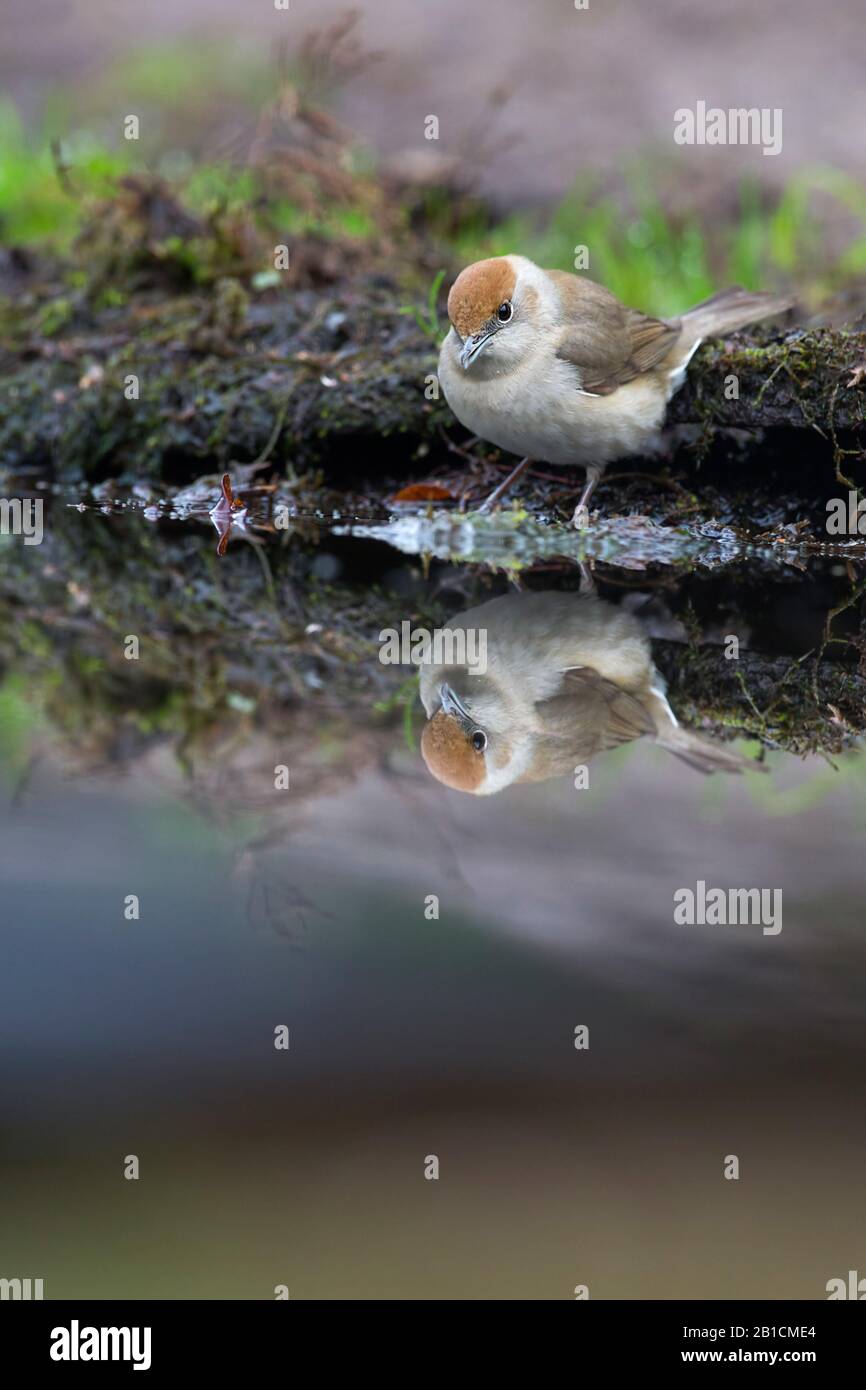 Blackcap (Sylvia atricapilla), femelle sur terre, Pays-Bas, Overijssel, Lemelerberg Banque D'Images