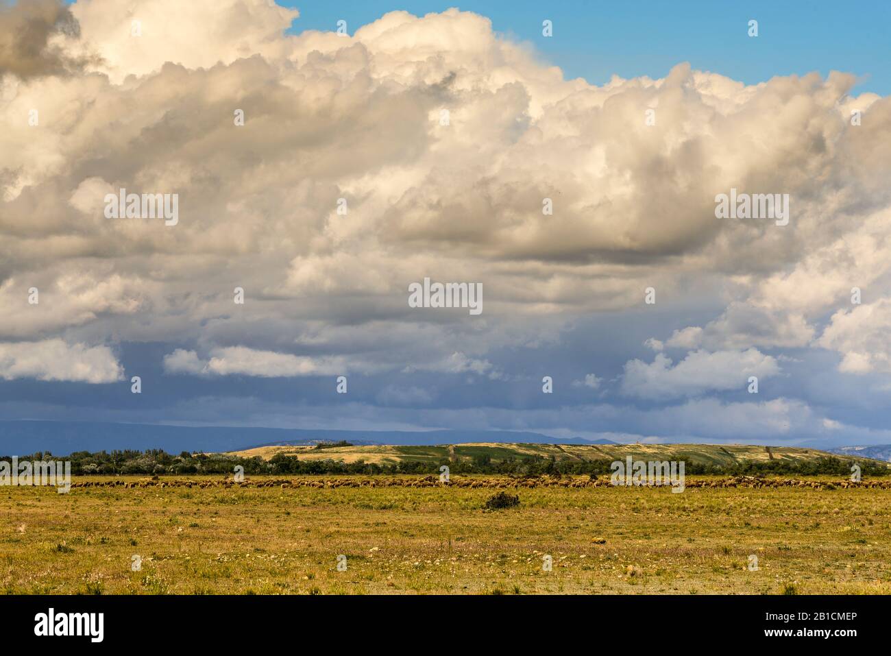 Moutons domestiques (Ovis ammon F. bélier), grand troupeau de moutons, France, Parc naturel Régional la Crau Banque D'Images