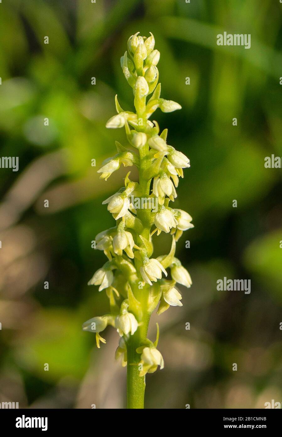 Orchidée petite-blanche (Pseudorchis albida, Leucorchis albida), inflorescence, Autriche, Tyrol, Lechtaler Alpen Banque D'Images