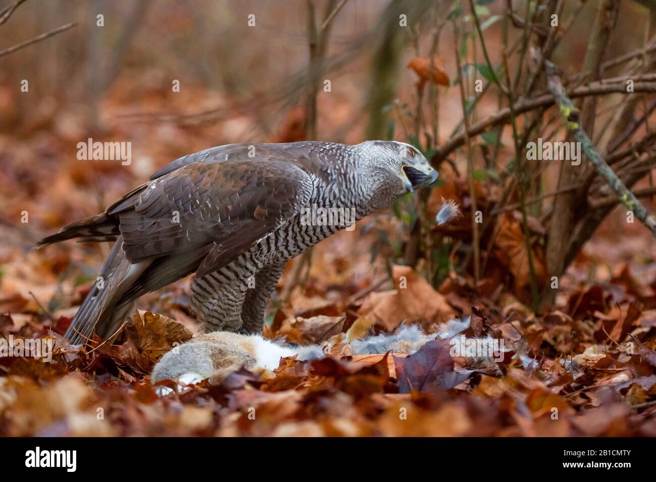 Northern goshawk (Accippiter gentilis), a capturé un lapin, commence à picking, Allemagne, Bavière, Oberpfalz Banque D'Images