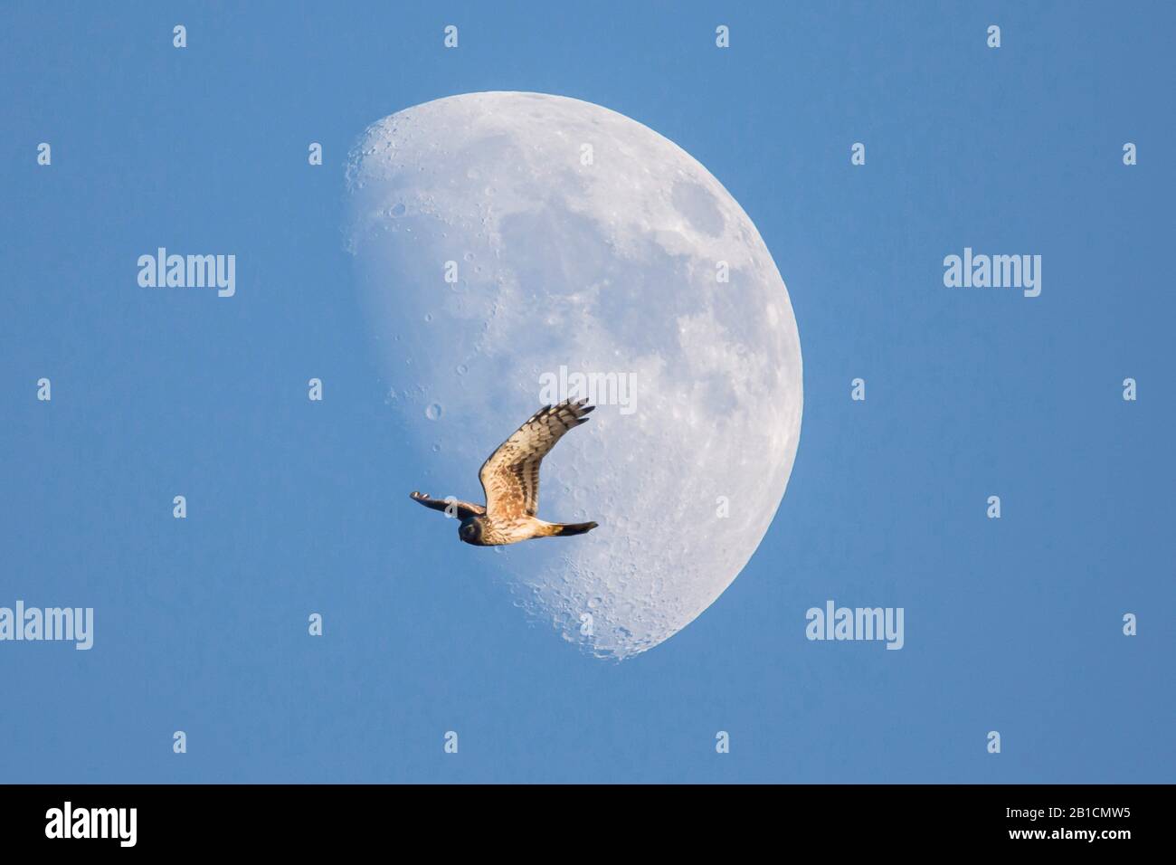 Hen harrier (Circus cyaneus), volant dans le ciel, lune en arrière-plan, Allemagne, Bavière, Niederbayern, Basse-Bavière Banque D'Images