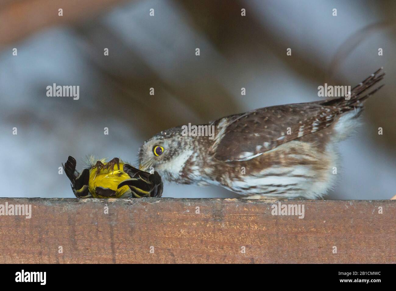 Chouette pygmée eurasienne (Glaucidium passerinum), avec queue de cerf-gueule, vue latérale, Allemagne, Bavière, Oberbayern, Haute-Bavière Banque D'Images