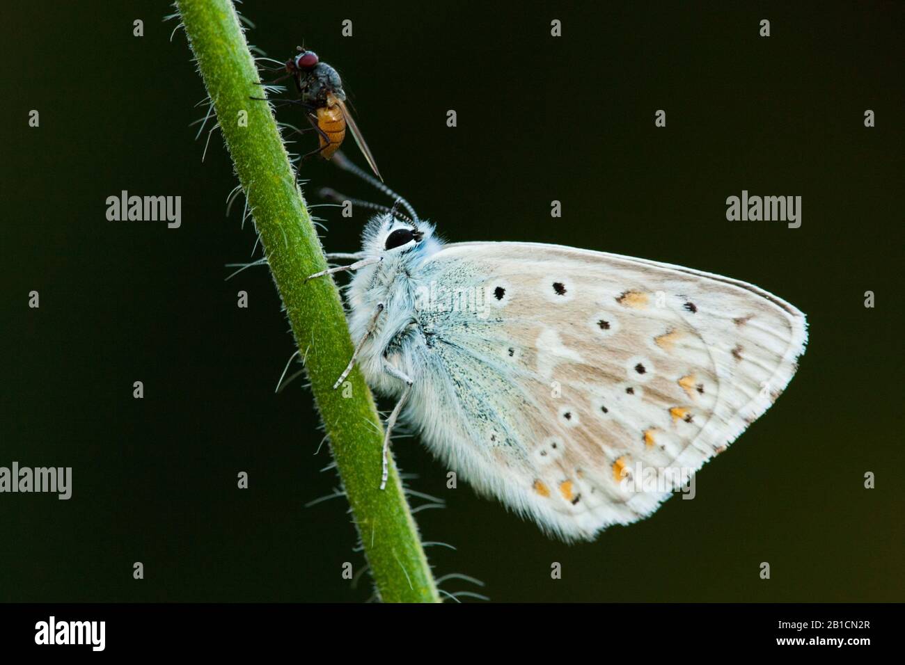 Bleu de Chalkhill, bleu de Chalk-Hill (Lysandra coridon, Polyommatus coridon, Meleageria coridon), sur une tige avec une mouche, Suisse, Valais Banque D'Images