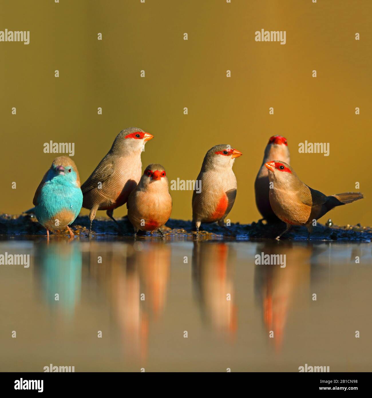 Waxbill commun (Estrilda astrild), la troupe perçant avec un waxbill bleu au bord de l'eau, Afrique du Sud, KwaZulu-Natal, Zimanga Game Reserve Banque D'Images