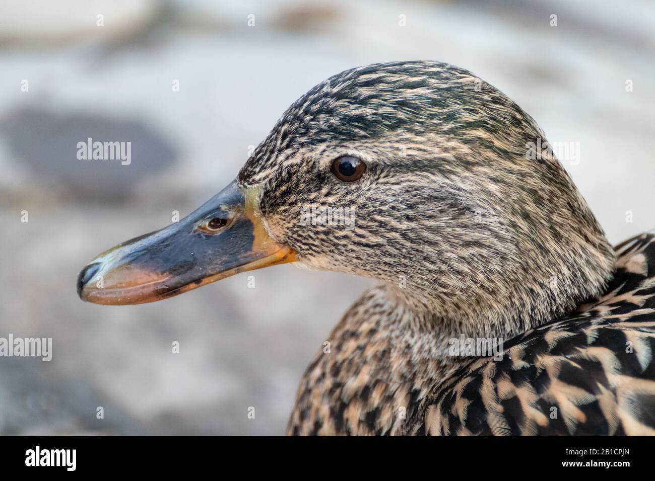 Magnifique oiseau de canard de poule brun pâle aux allumettes, gros plan de bec orange au printemps. Observation de la faune et de la flore paisibles Banque D'Images