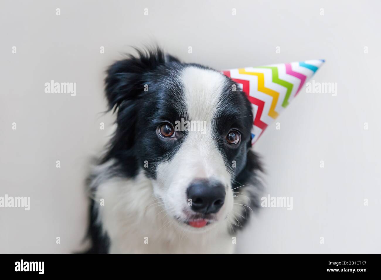 Anniversaire De Chien Banque D Image Et Photos Alamy