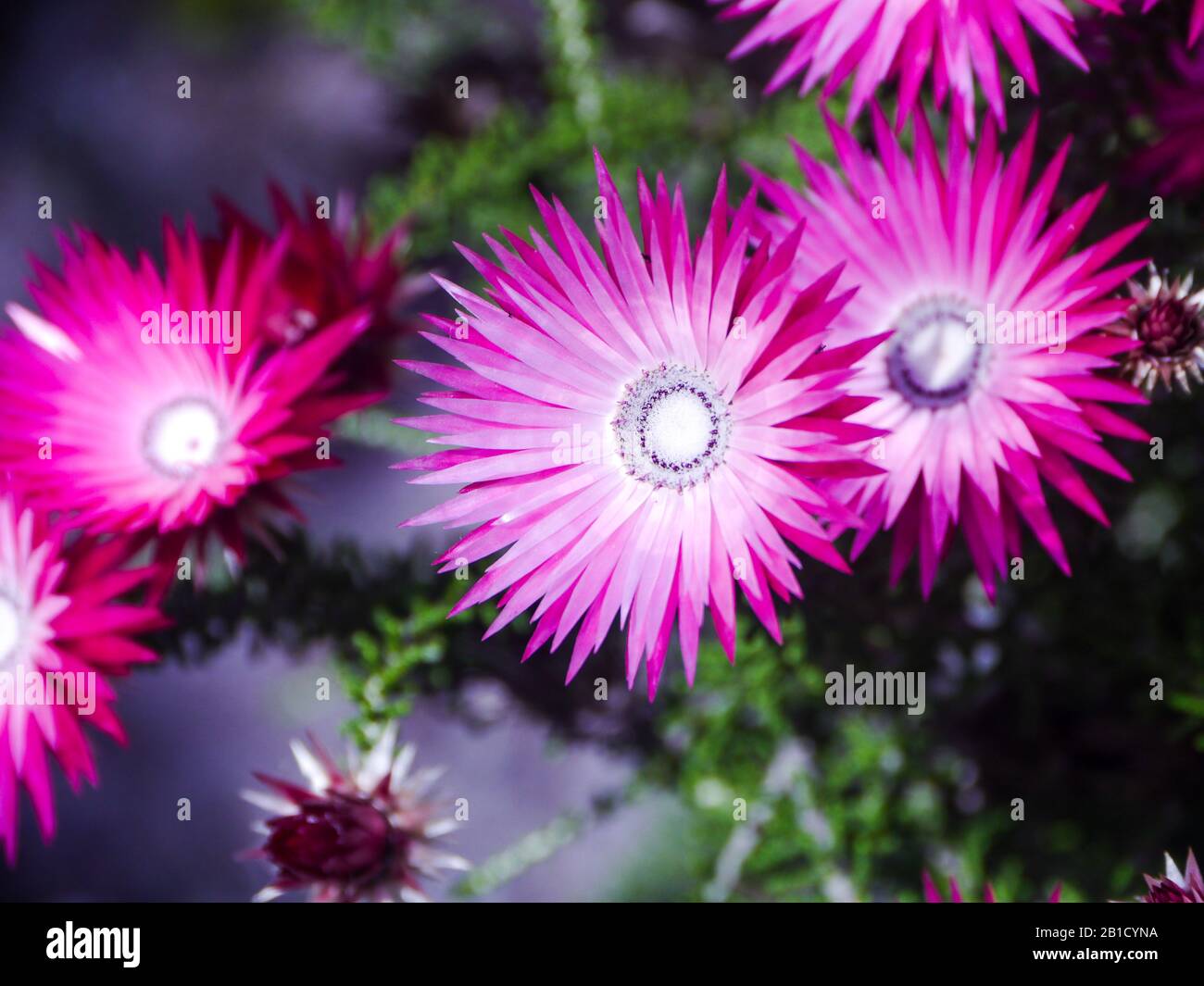 Fleur de midi (Mesembryanthemum criniflorum) sur la colline du Hangklip dans la baie de Pringle Banque D'Images