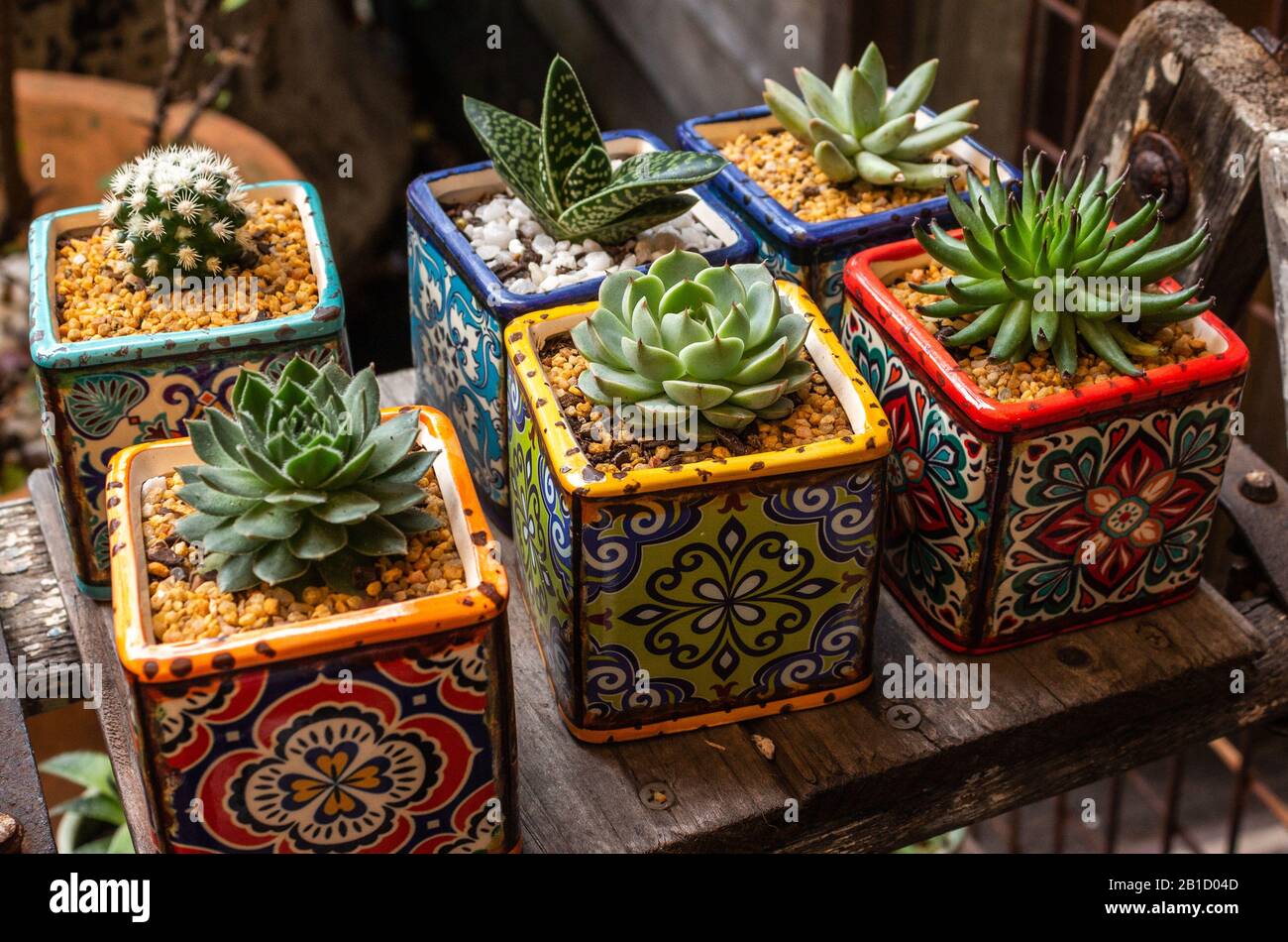 Collection de plantes de cactus succulentes miniatures dans des pots carrés aux couleurs vives Banque D'Images