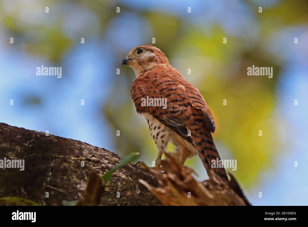 Maurice Kestrel (Falco punctatus) adulte perché sur branche, espèce en voie de disparition Maurice Novembre Banque D'Images