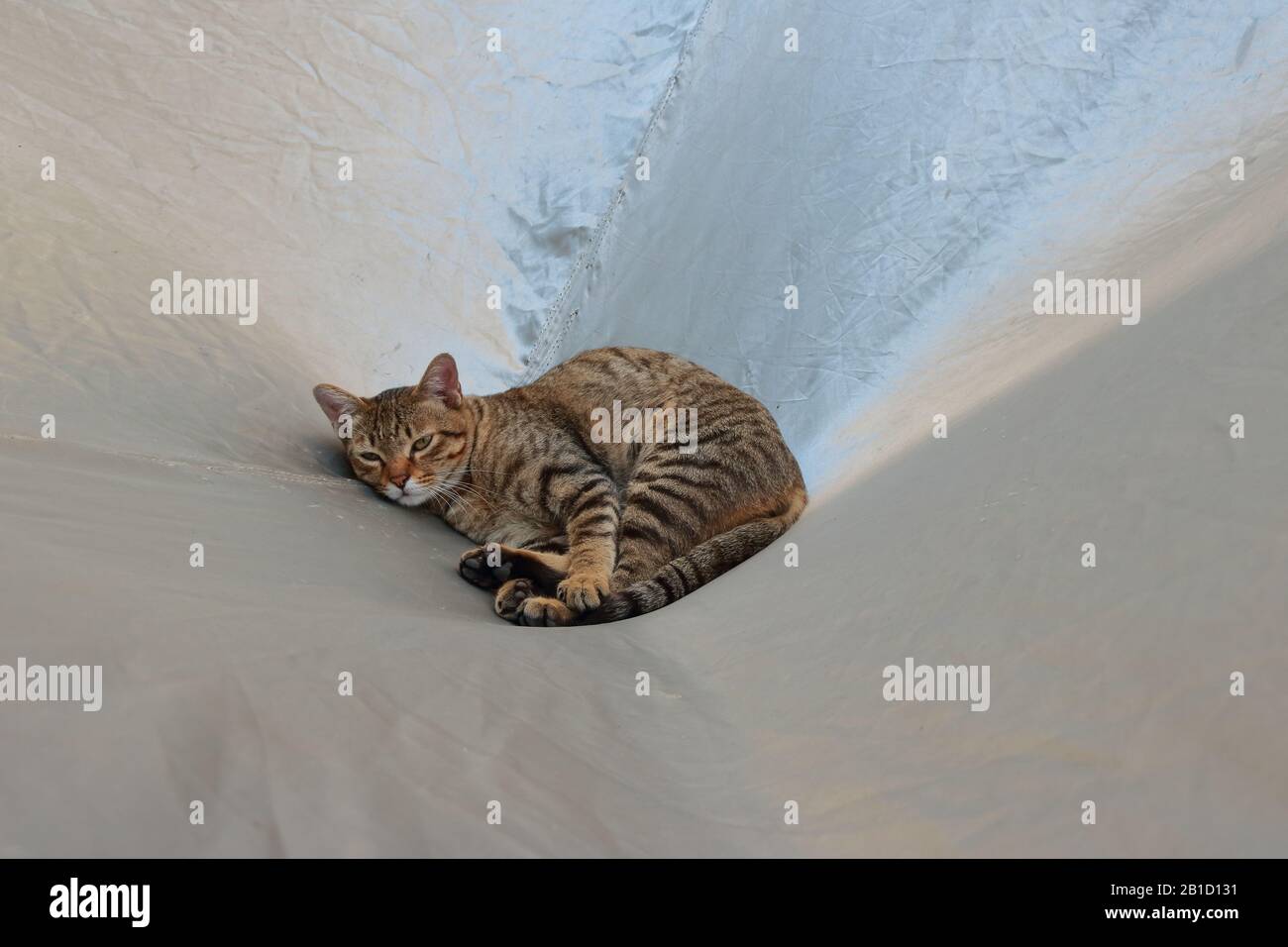 Gros plan somnolent tabby chat allongé sur la couverture de voiture, concept de zone de confort Banque D'Images