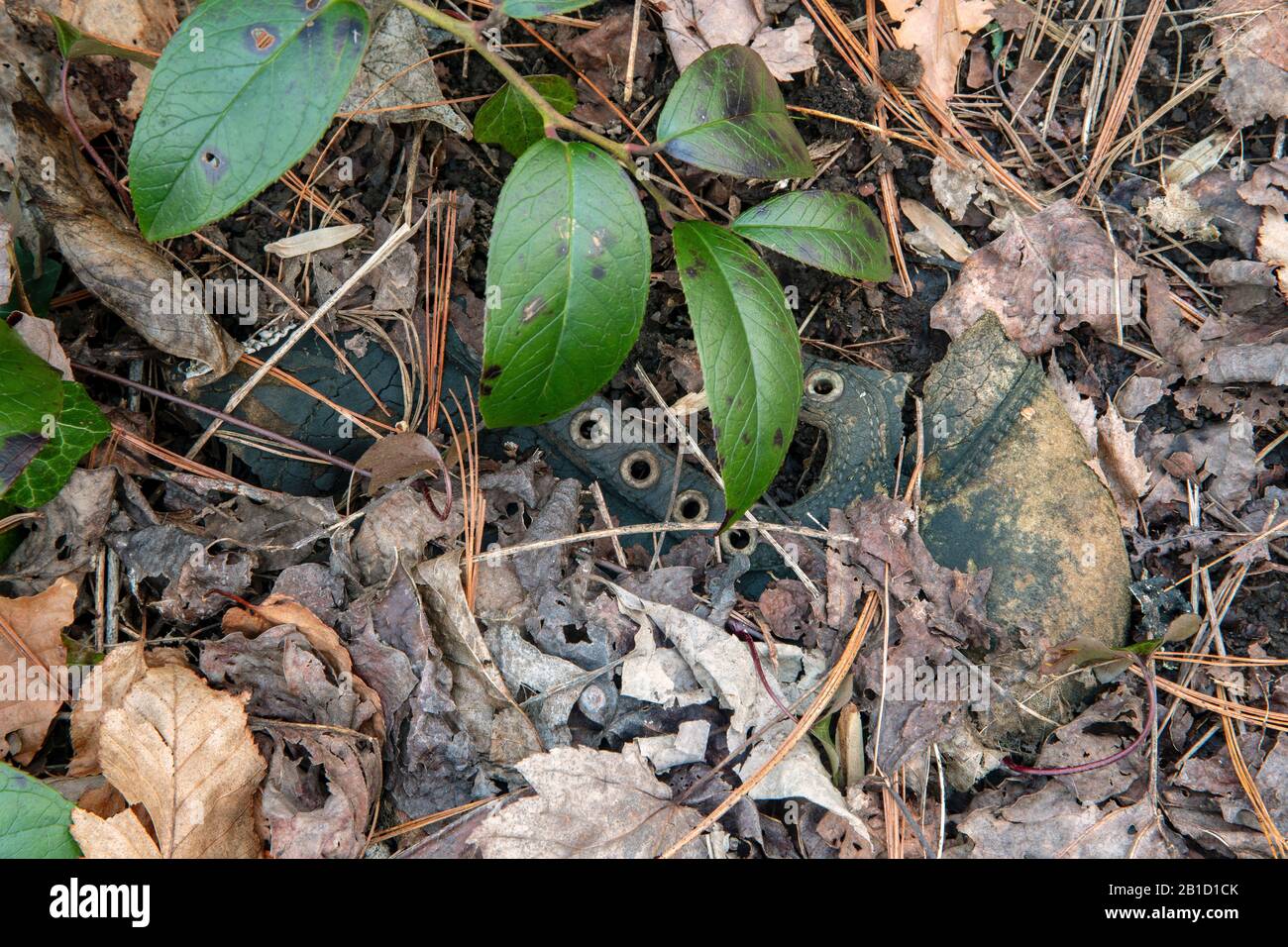 Mystérieuse chaussure perdue dans la forêt - près de Brevard, Caroline du Nord, États-Unis Banque D'Images