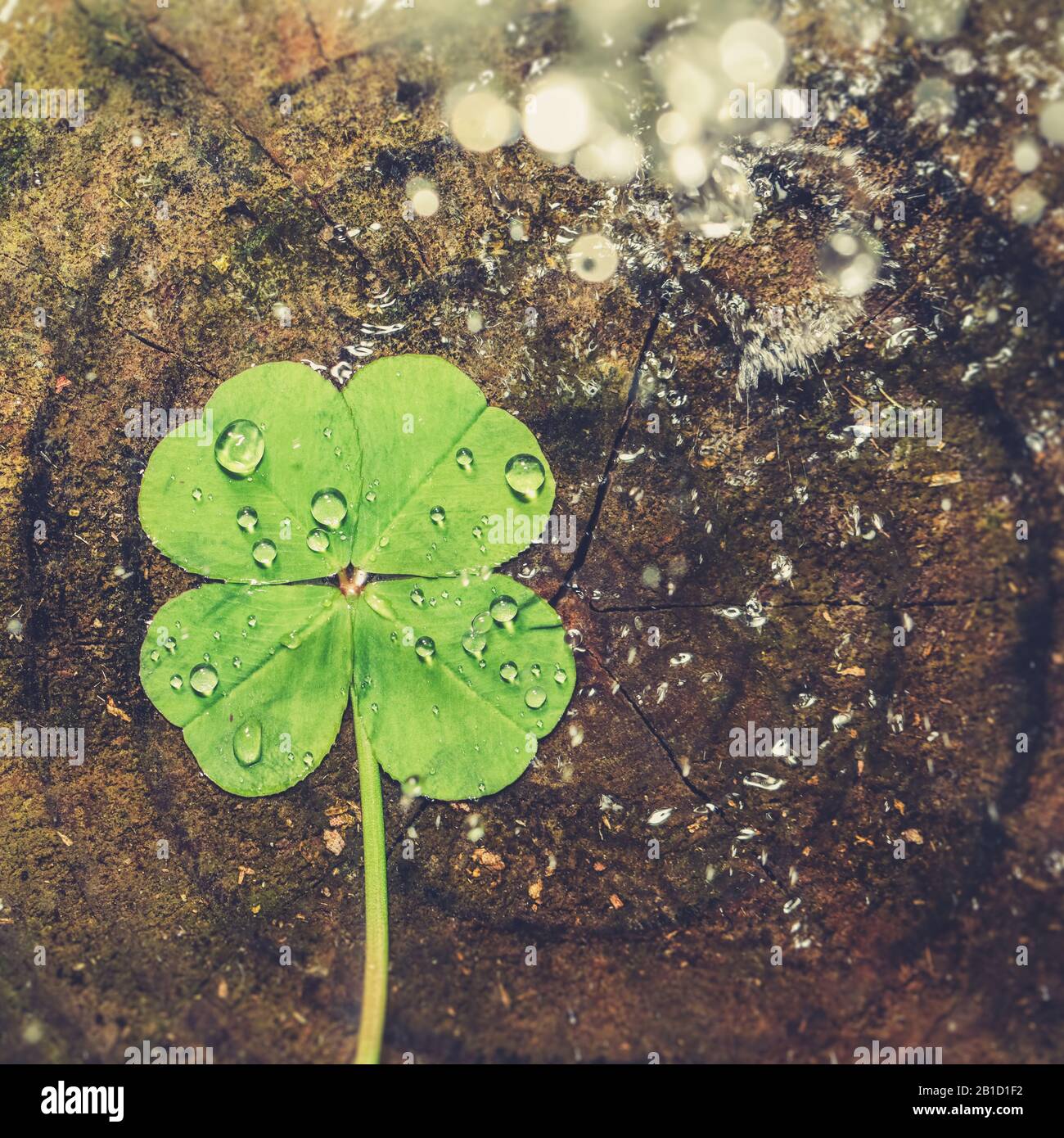 L'eau éclabousse sur un trèfle de quatre feuilles, bonne chance shamrock, ou le charme chanceux. Banque D'Images
