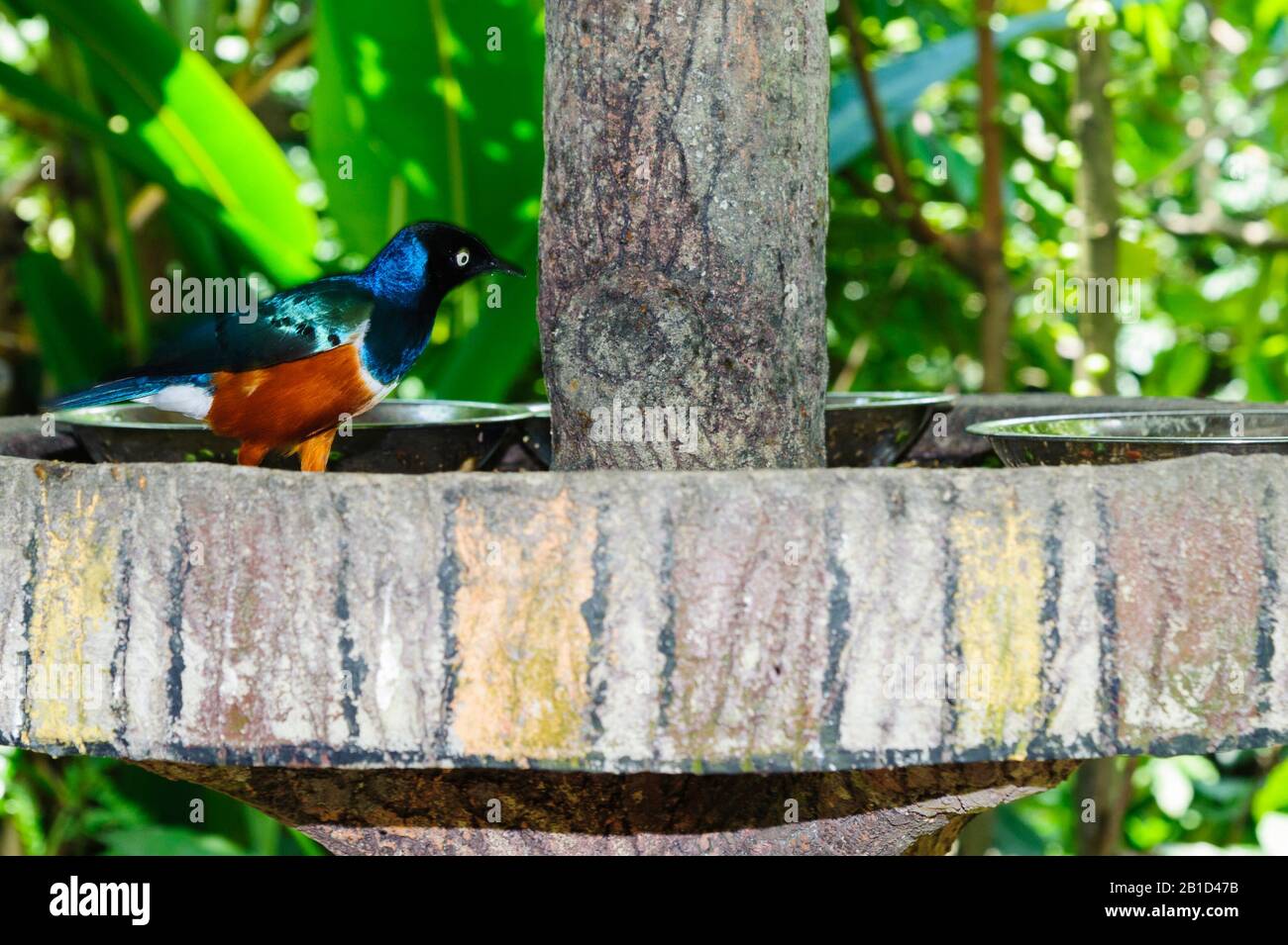 Le parc ornithologique de Lamprotornis regius Jurong de Singapour est une étoile de marque Banque D'Images