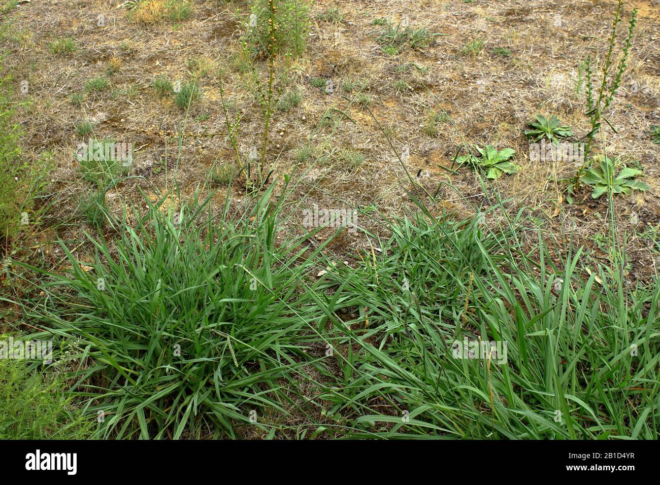 Commun signal herbe, Urochloa Brizantha- trouvé comme une semaine nocive en Australie, pris en NSW et Victoria. Banque D'Images