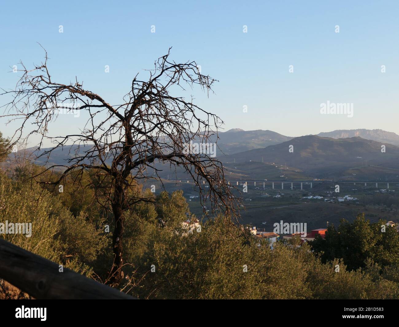 Un seul arbre d'amande bernant sur une colline à l'extérieur du village andalou en hiver soleil Banque D'Images