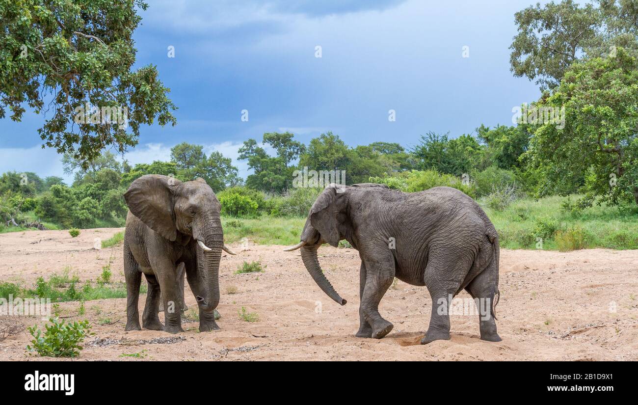 Interaction entre deux éléphants africains se confrontant l'un à l'autre dans une image de lit de rivière sèche en format horizontal Banque D'Images