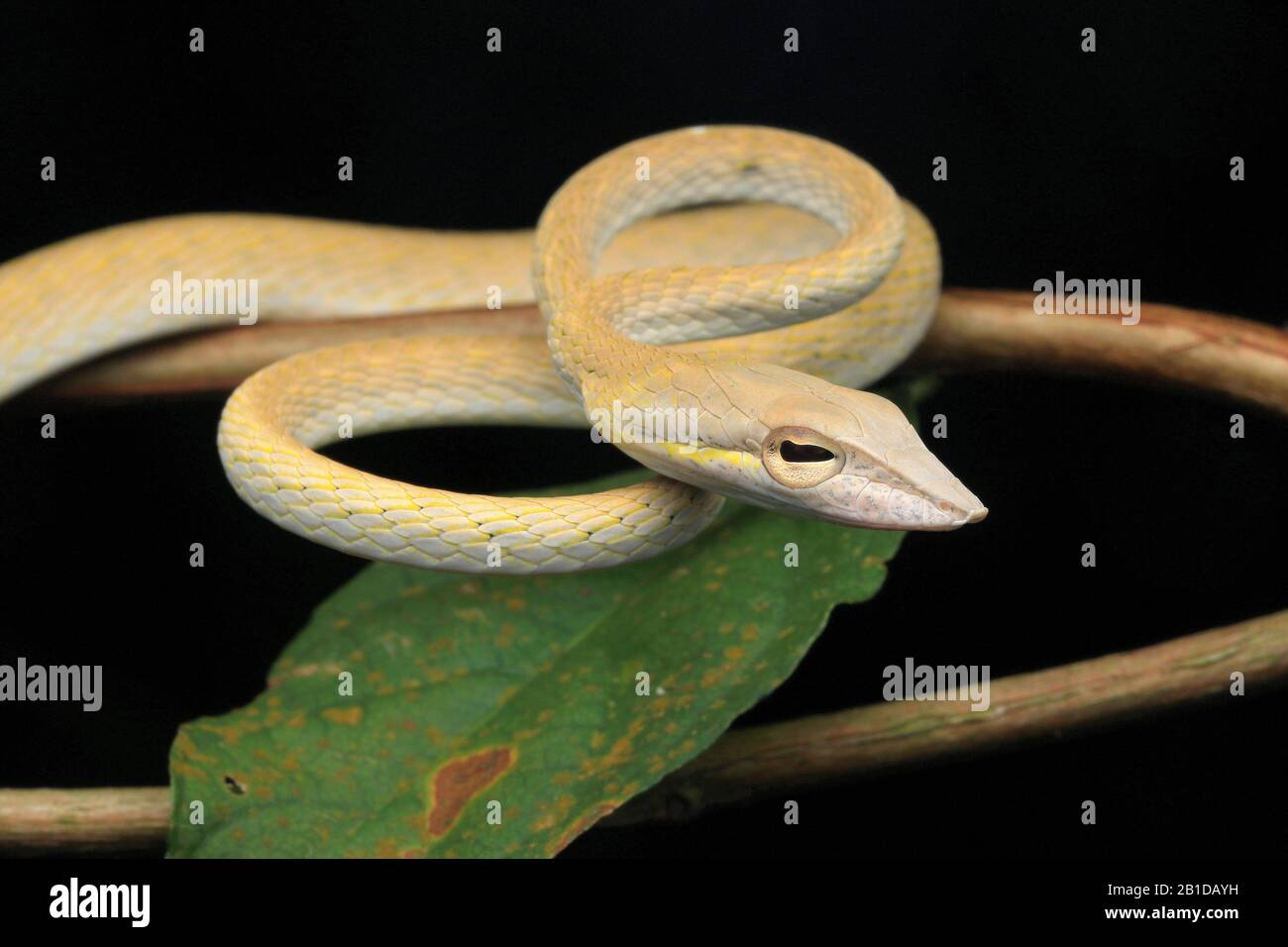 Serpent de vigne asiatique, Ahaetulla prasina, , serpent fouet de Boie, Banque D'Images