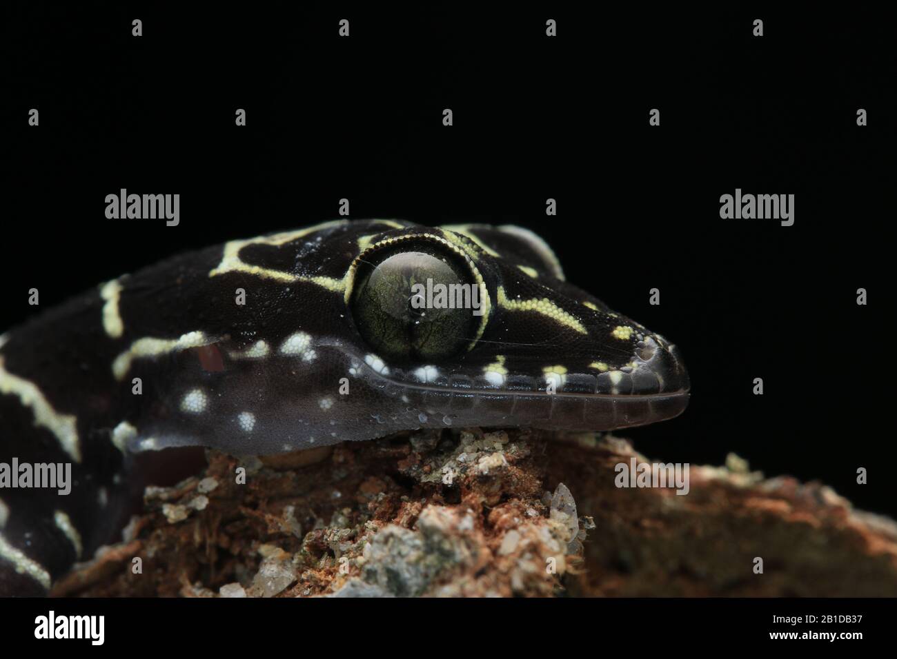 La forêt de Pierre Gecko, Cyrtodactylus consobrinus Banque D'Images