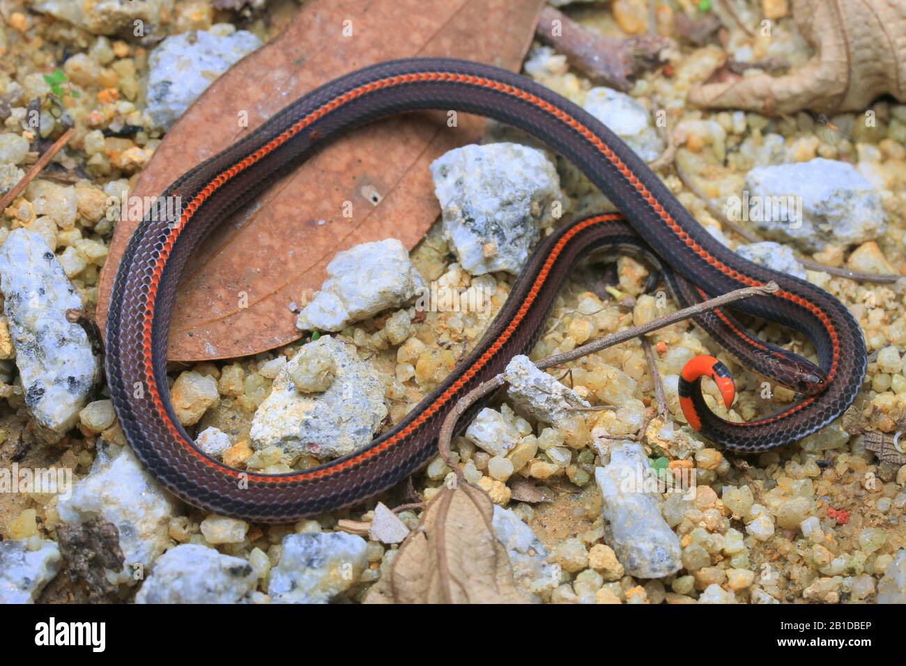 Serpent Noir A Rayures Banque D Image Et Photos Alamy