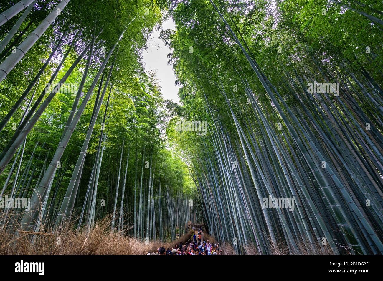 Arashiyama Bamboo Forest, l'un des principaux sites touristiques de Kyoto et la destination touristique populaire Banque D'Images