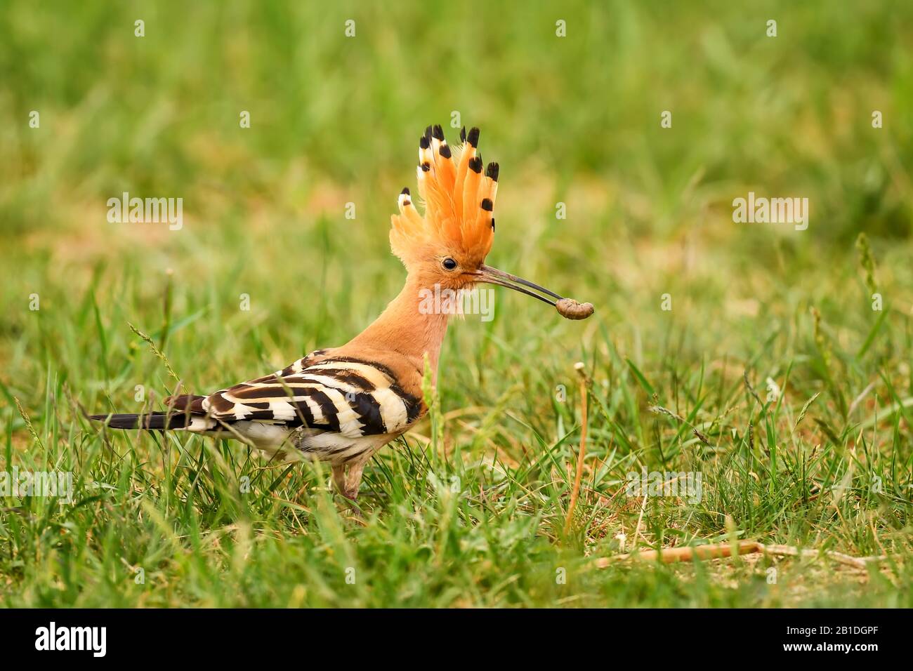 Hoopoe eurasien - épops Upupa, magnifique oiseau orange des forêts et prairies européennes, Hortobragy, Hongrie. Banque D'Images