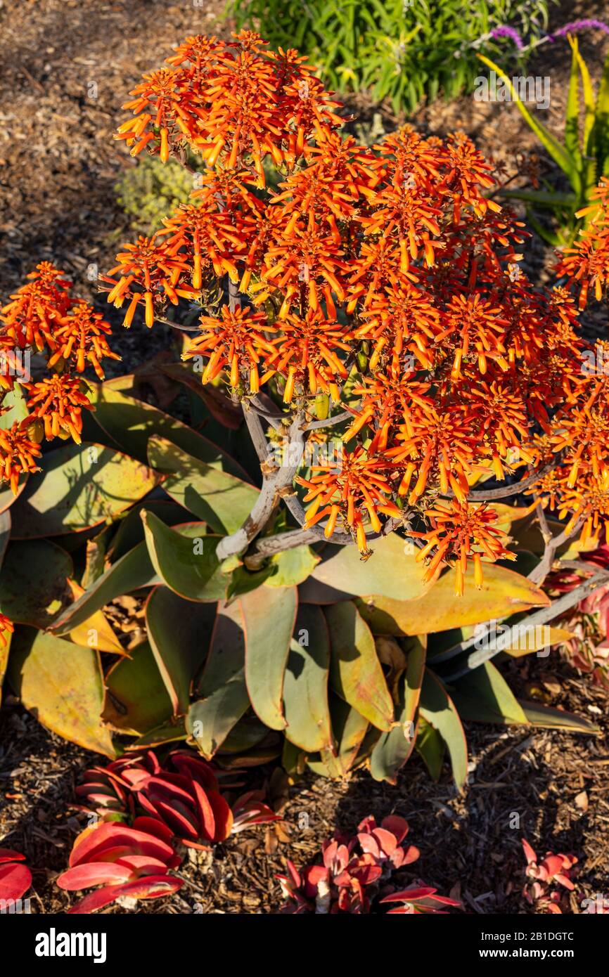 Aloe striata (Coral aloe) dans la lumière douce avant le coucher du soleil pendant l'heure d'or. Banque D'Images