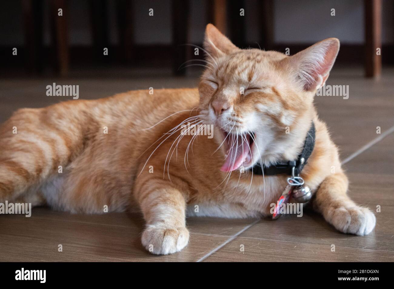 Cute chat domestique couché sur motifs. Thai orange et blanc. Banque D'Images