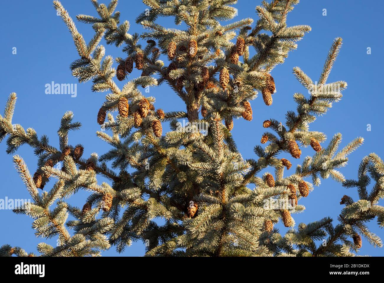 Les cônes de l'épinette bleue du Colorado (Picea pungens glauca) sont éclairés par le soleil Banque D'Images