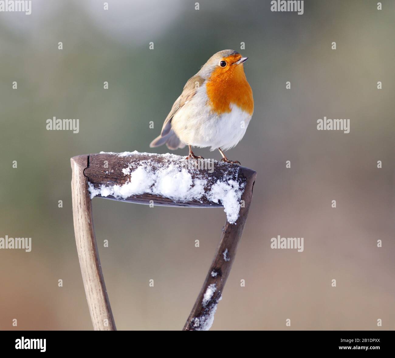 Robin Erithacus rubecula, sur la fourche de jardin, dans la neige, Aberdeenshire, Écosse Banque D'Images