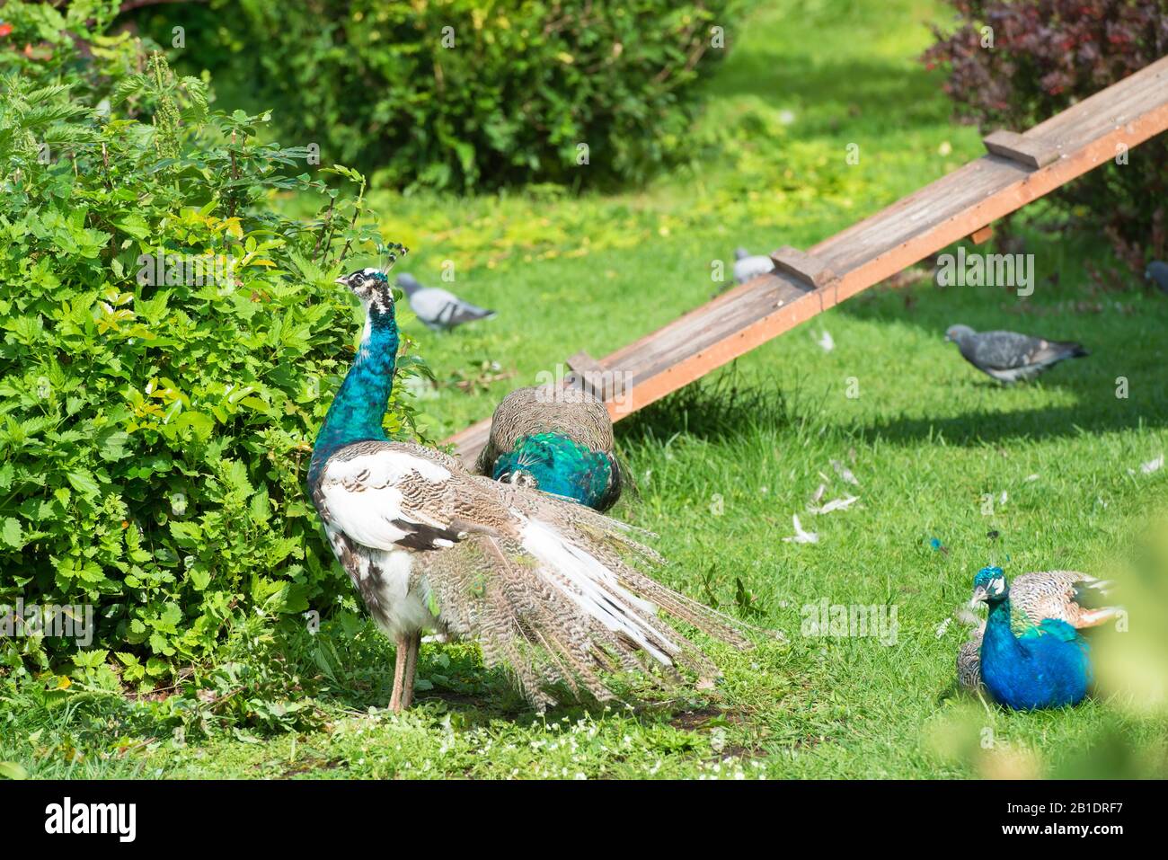 Les paons marchent dans le jardin un jour d'été Banque D'Images