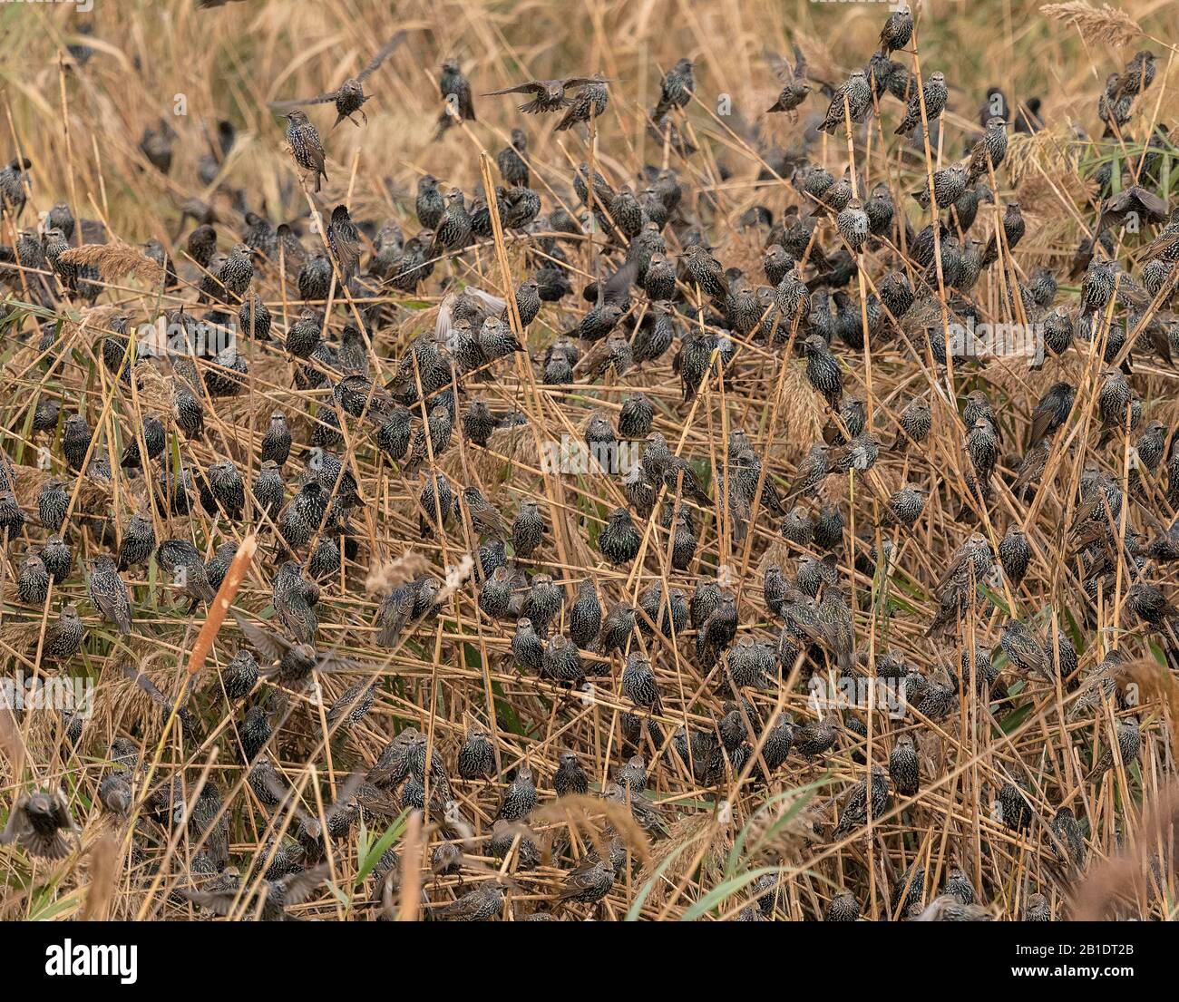 Starlings, Sturnus vulgaris, arrivant en soirée dans les roost en roseau. Banque D'Images